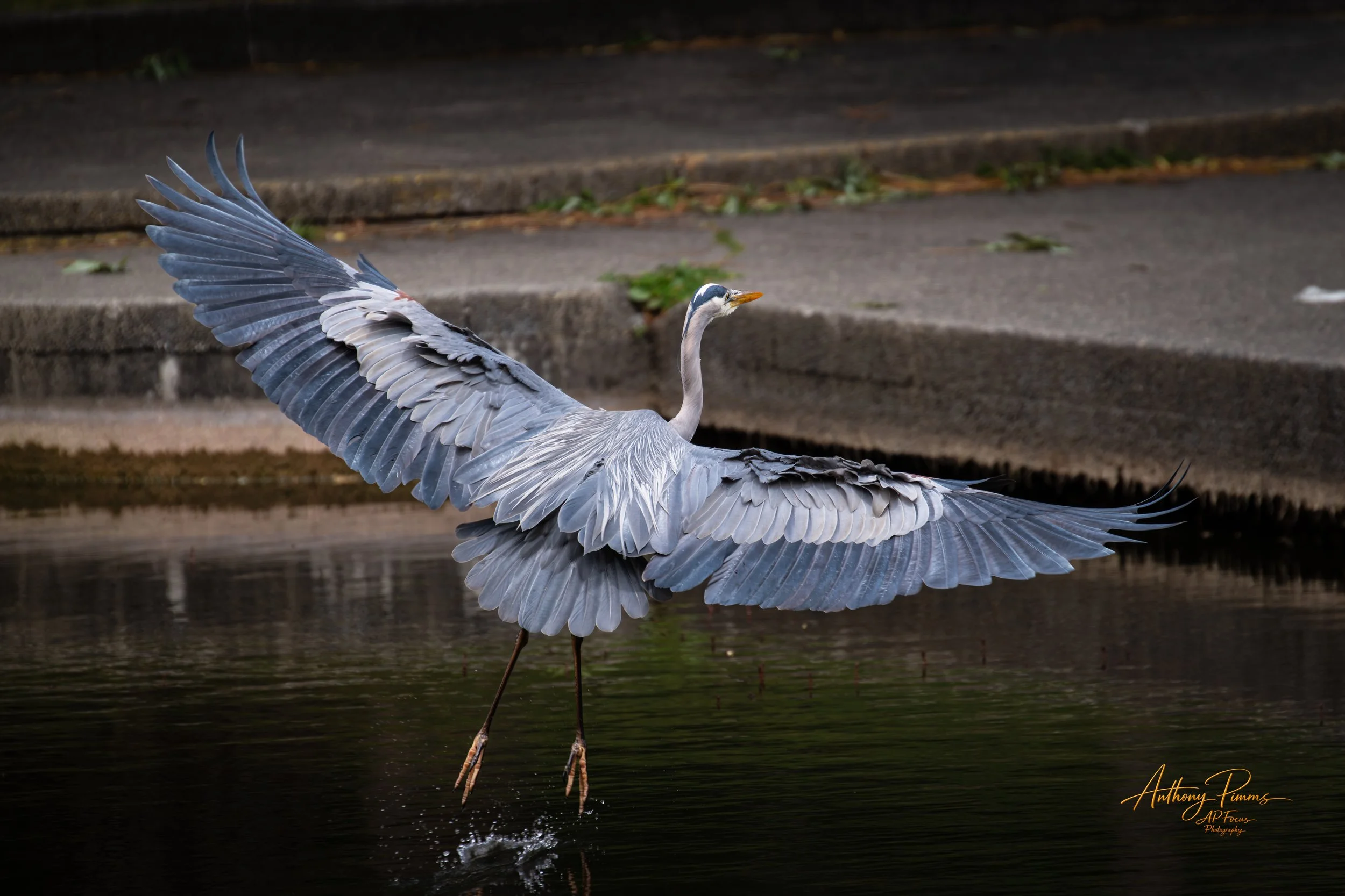 A heron flying over water with its wings spread wide and feet barely touching the water surface.