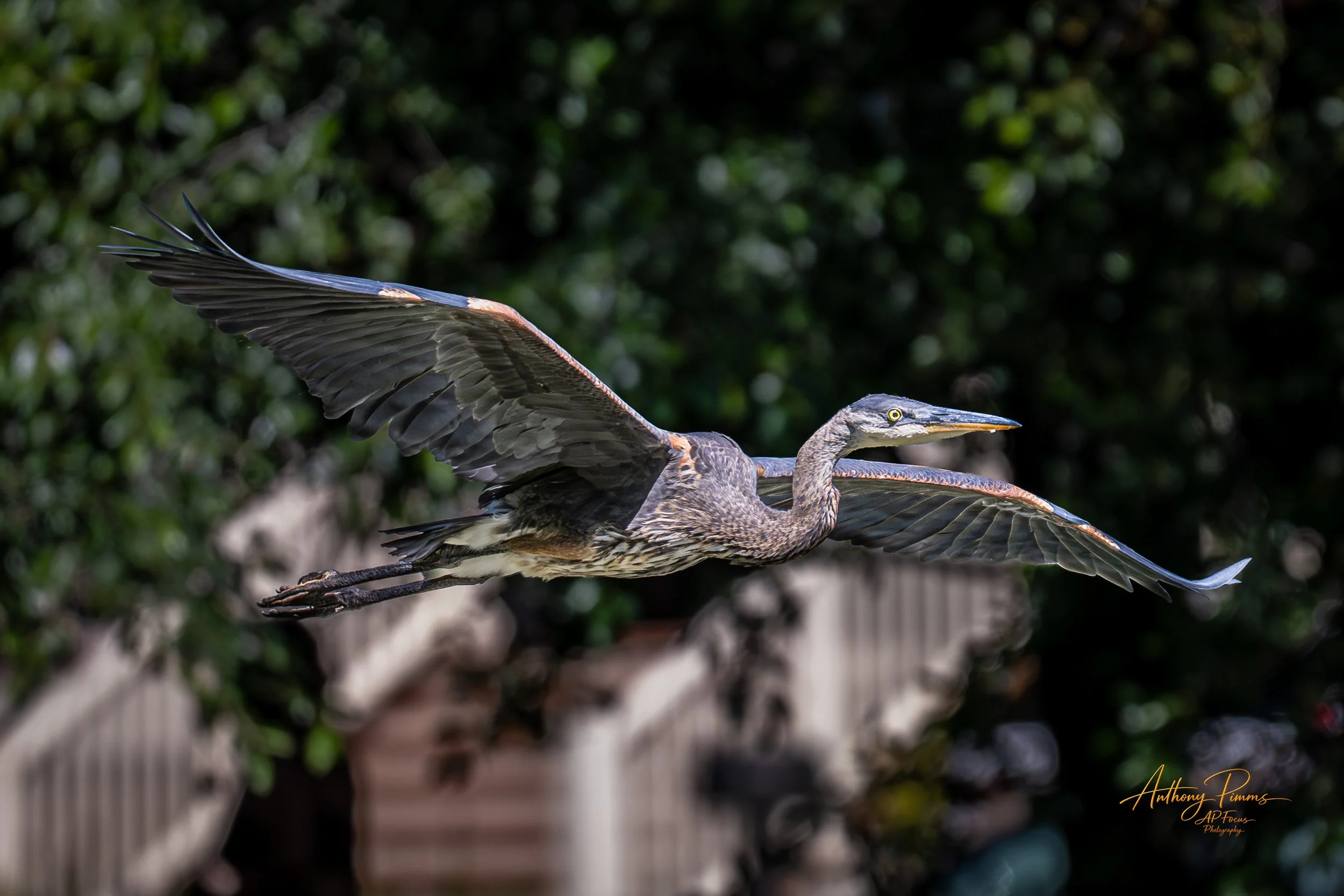 A heron in mid-flight with wings spread wide, flying over a natural outdoor setting with green foliage and trees in the background.