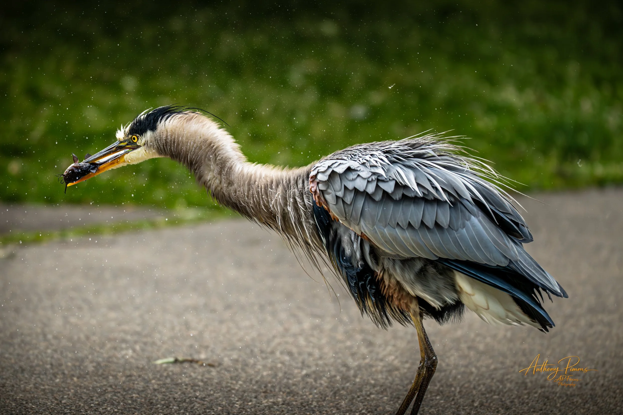 A heron stands on one leg on a sandy surface, holding a fish in its beak, with a blurred green background.