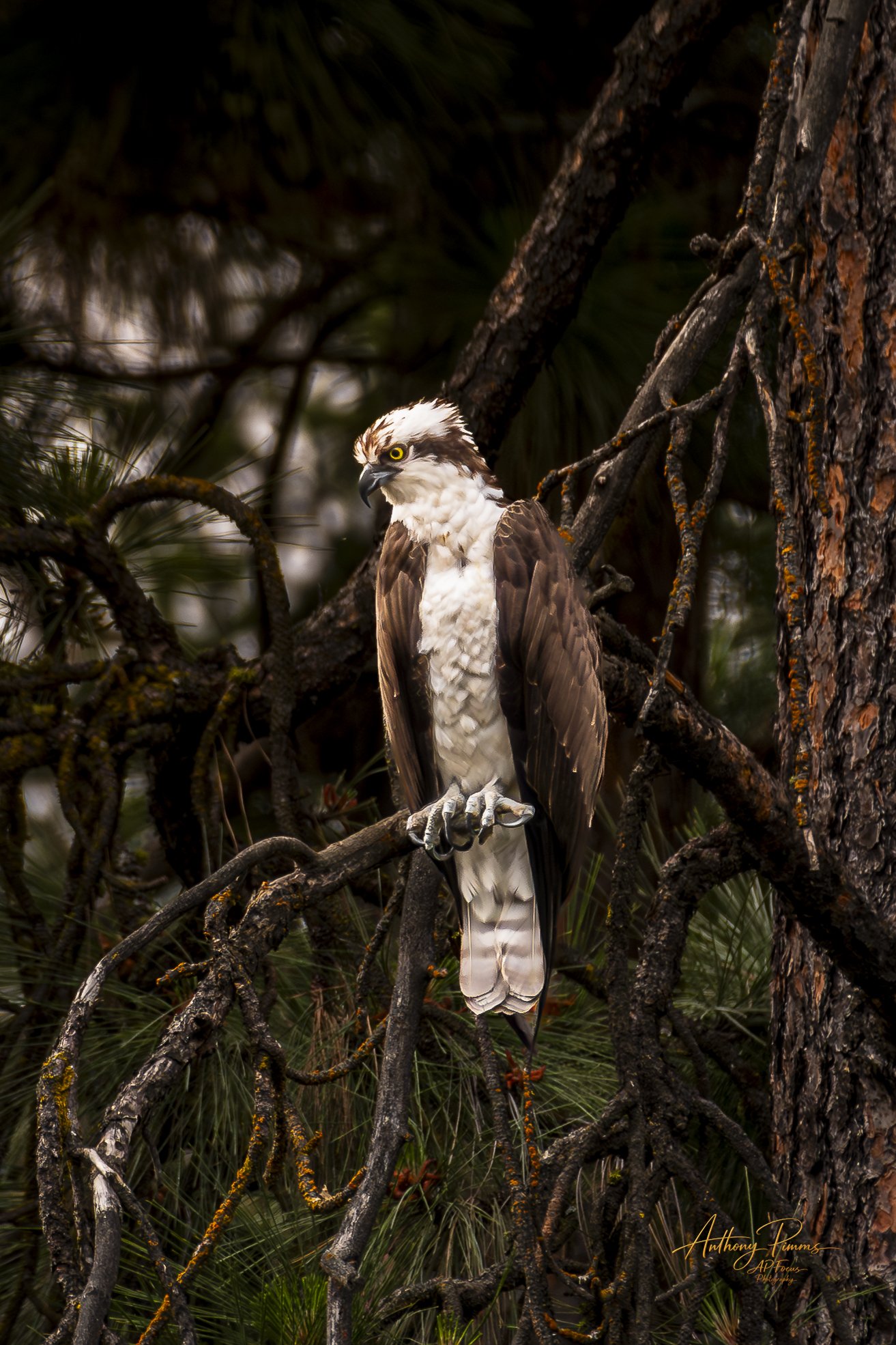 A hawk perched on a branch in a forest setting with dark background and pine needles.