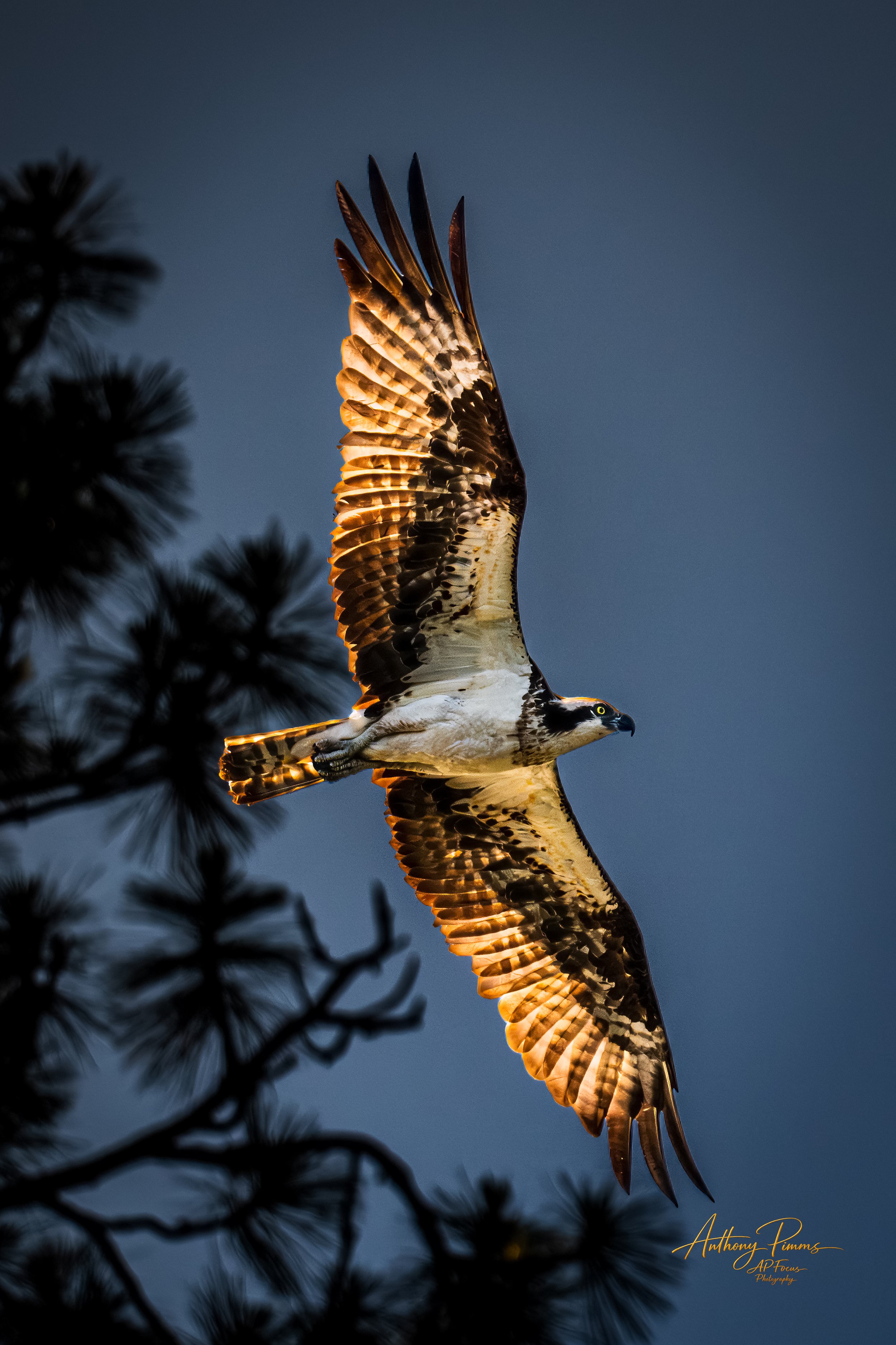 An osprey with outstretched wings flying against a dark blue sky with silhouettes of tree branches in the foreground.