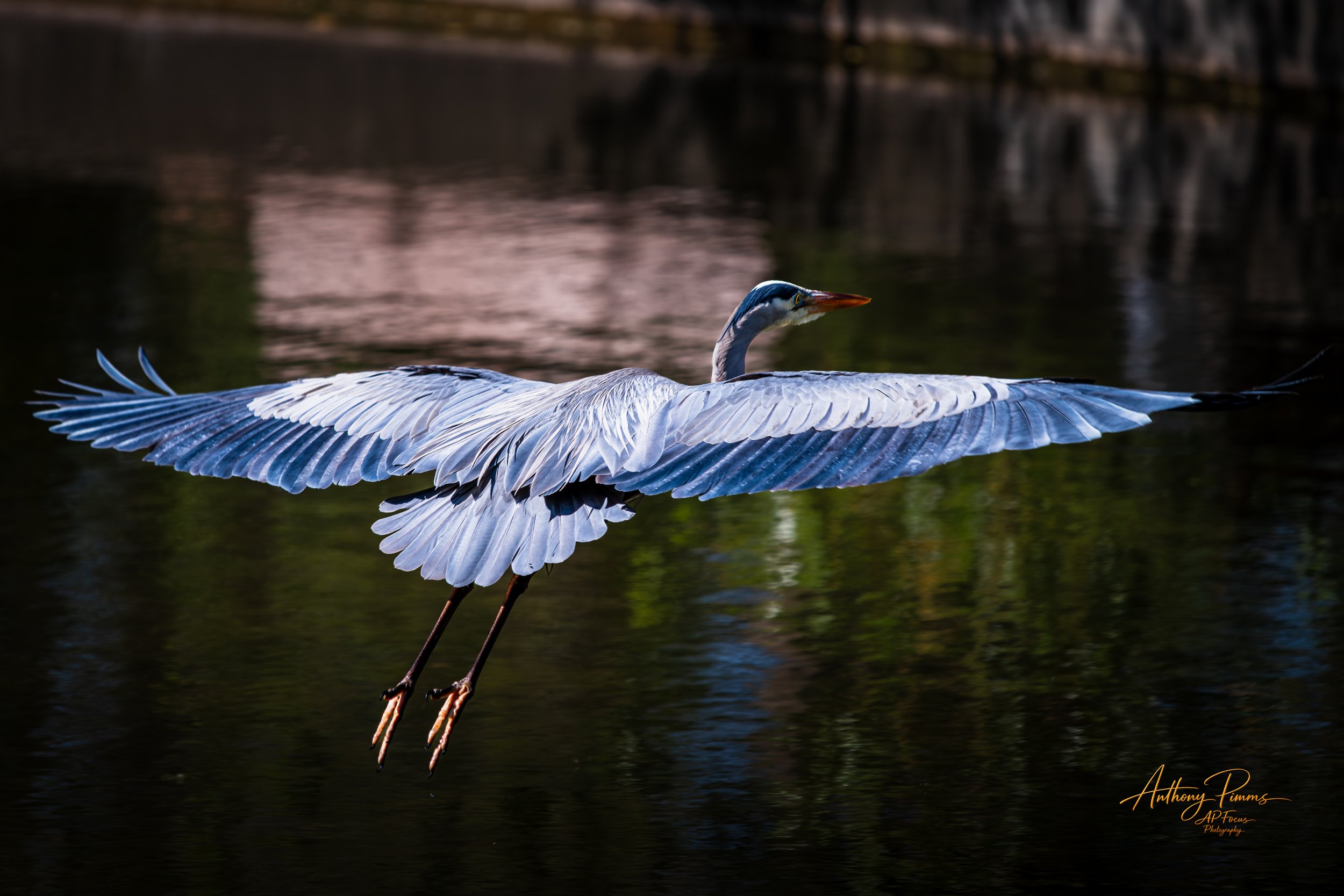 A heron flying low over dark water with its wings fully extended, showing detailed white and black feathers, and a long orange beak.