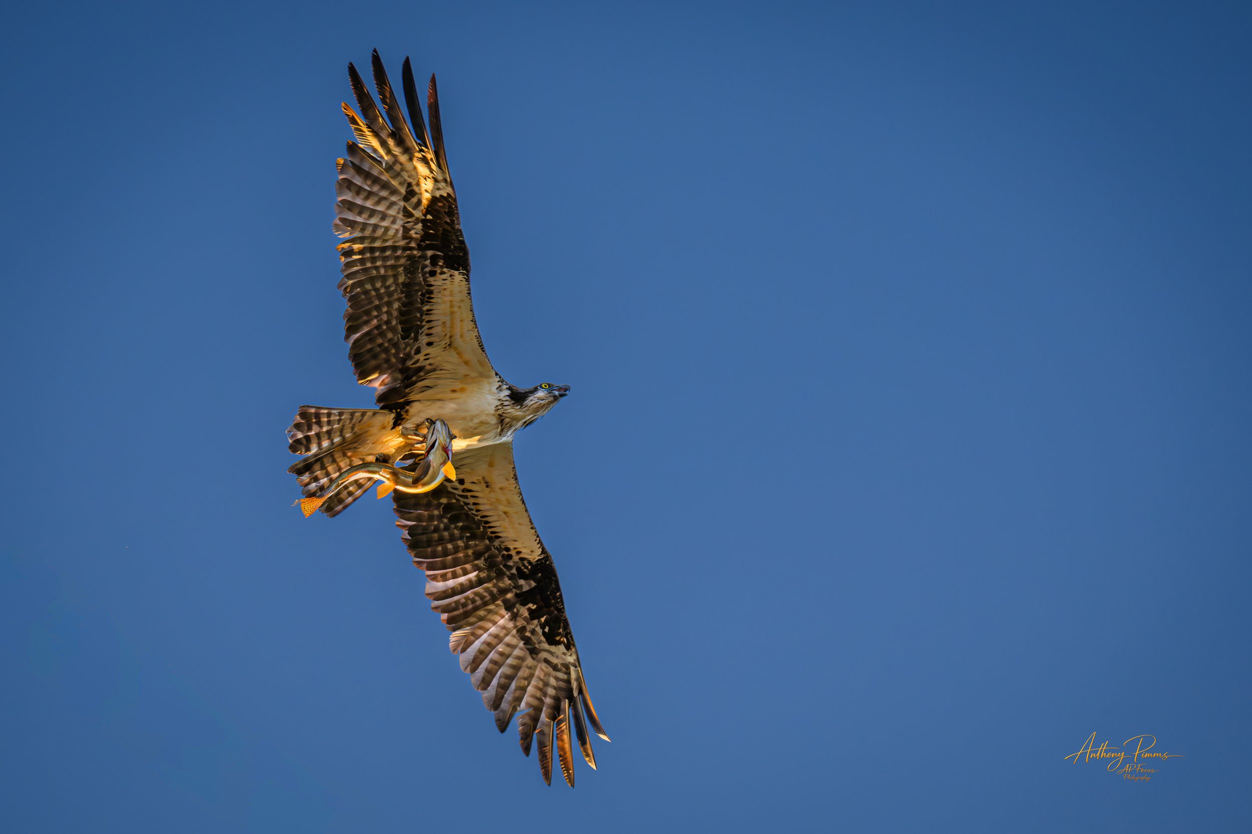A bird of prey soaring in a clear blue sky with its wings spread wide.