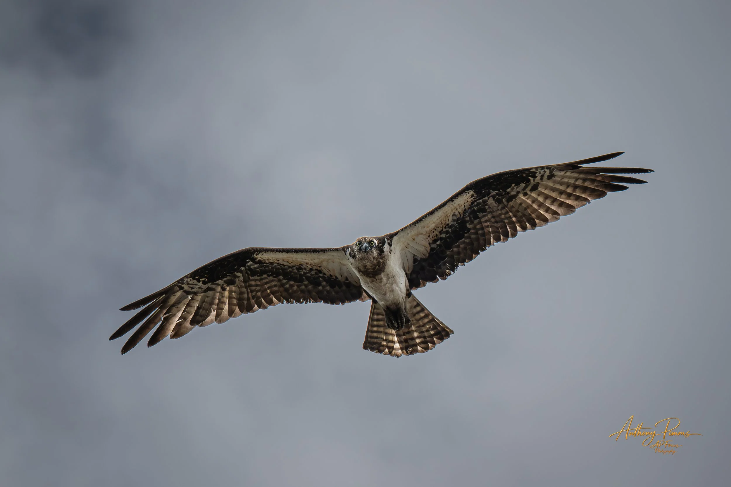 A bird of prey, likely an osprey, soaring in a cloudy sky with its wings spread wide showing detailed feather patterns.