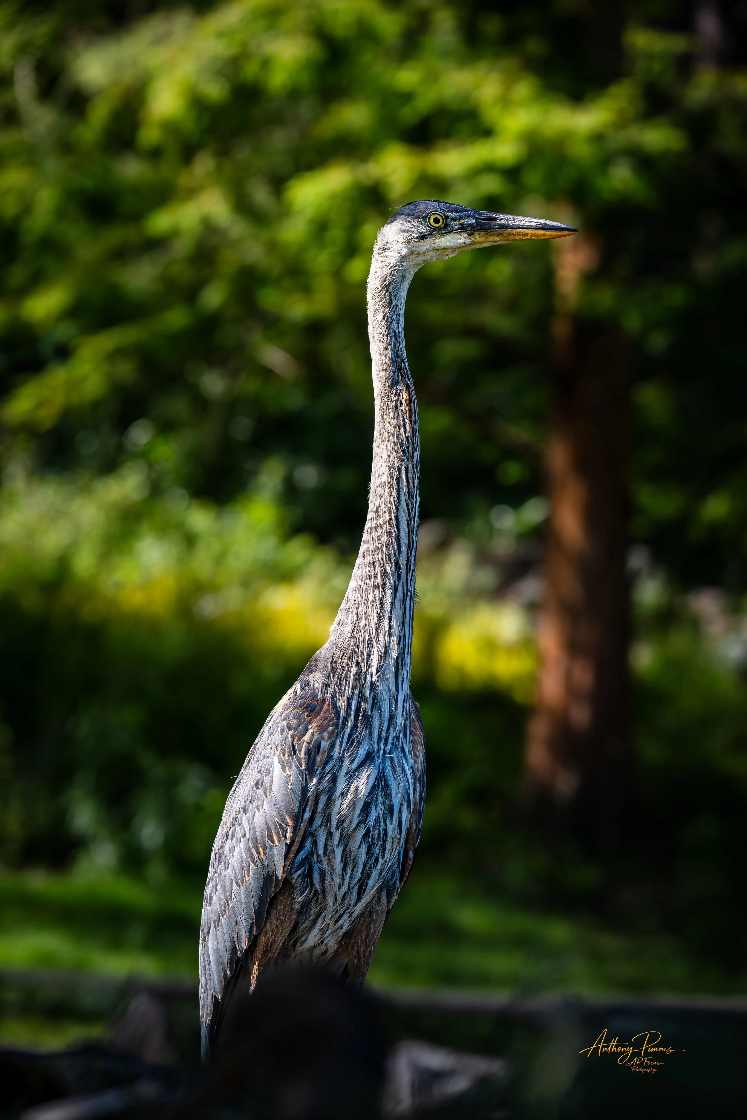 A heron standing outdoors with a blurred green foliage background.