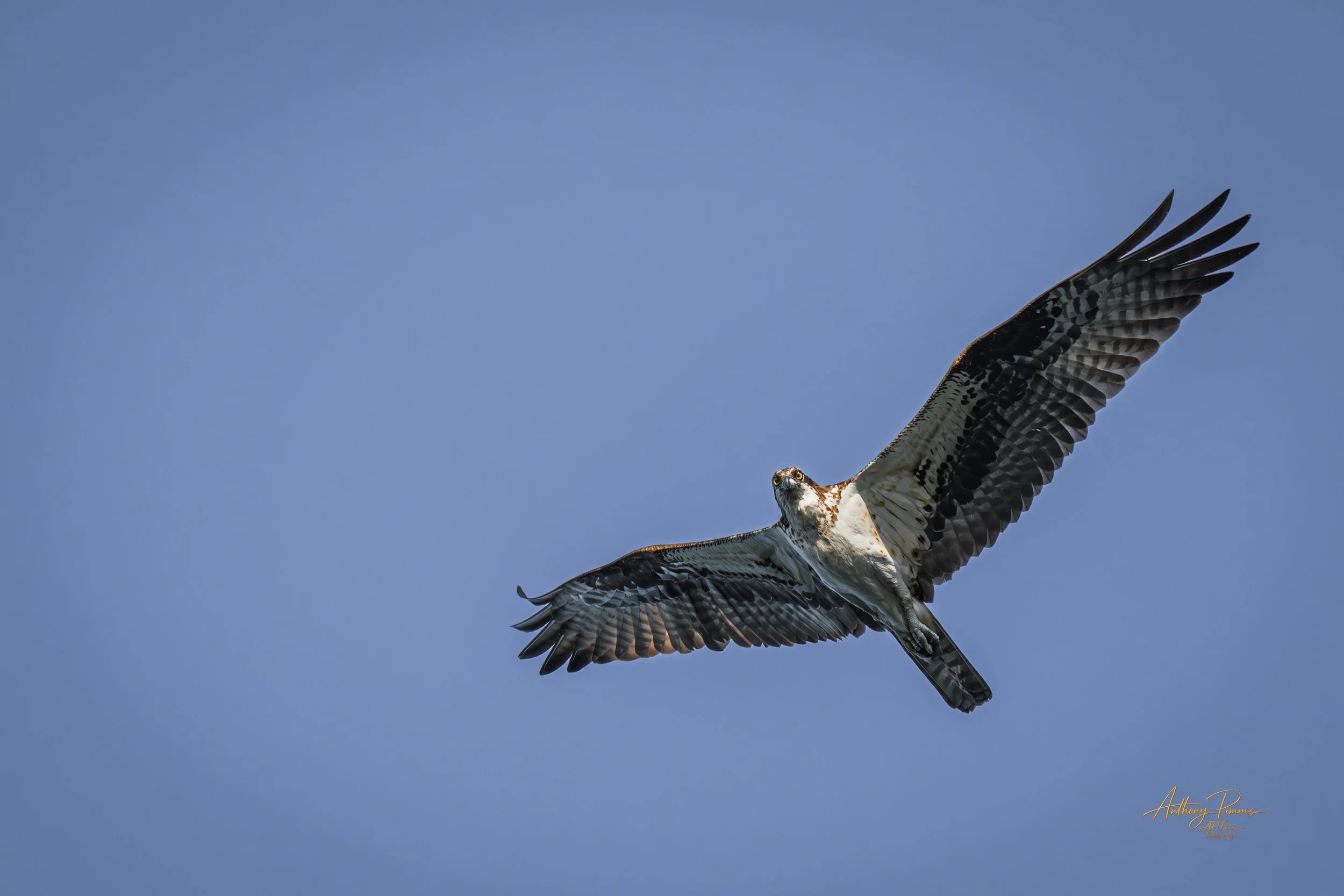 An osprey bird flying against a clear blue sky with wings spread wide.