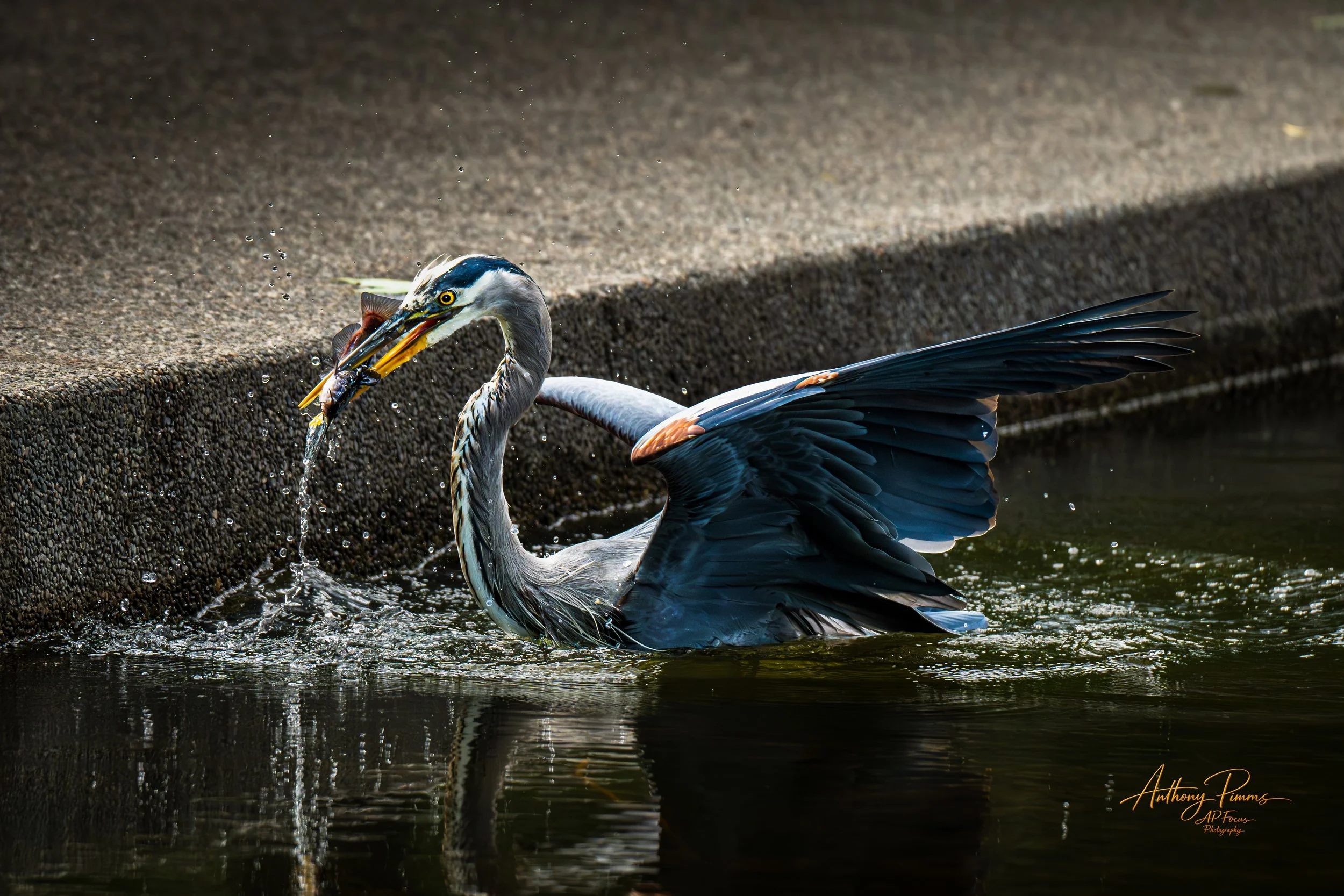 A great blue heron catching a fish in a body of water, with water droplets splashing as the bird lifts the fish from the water.