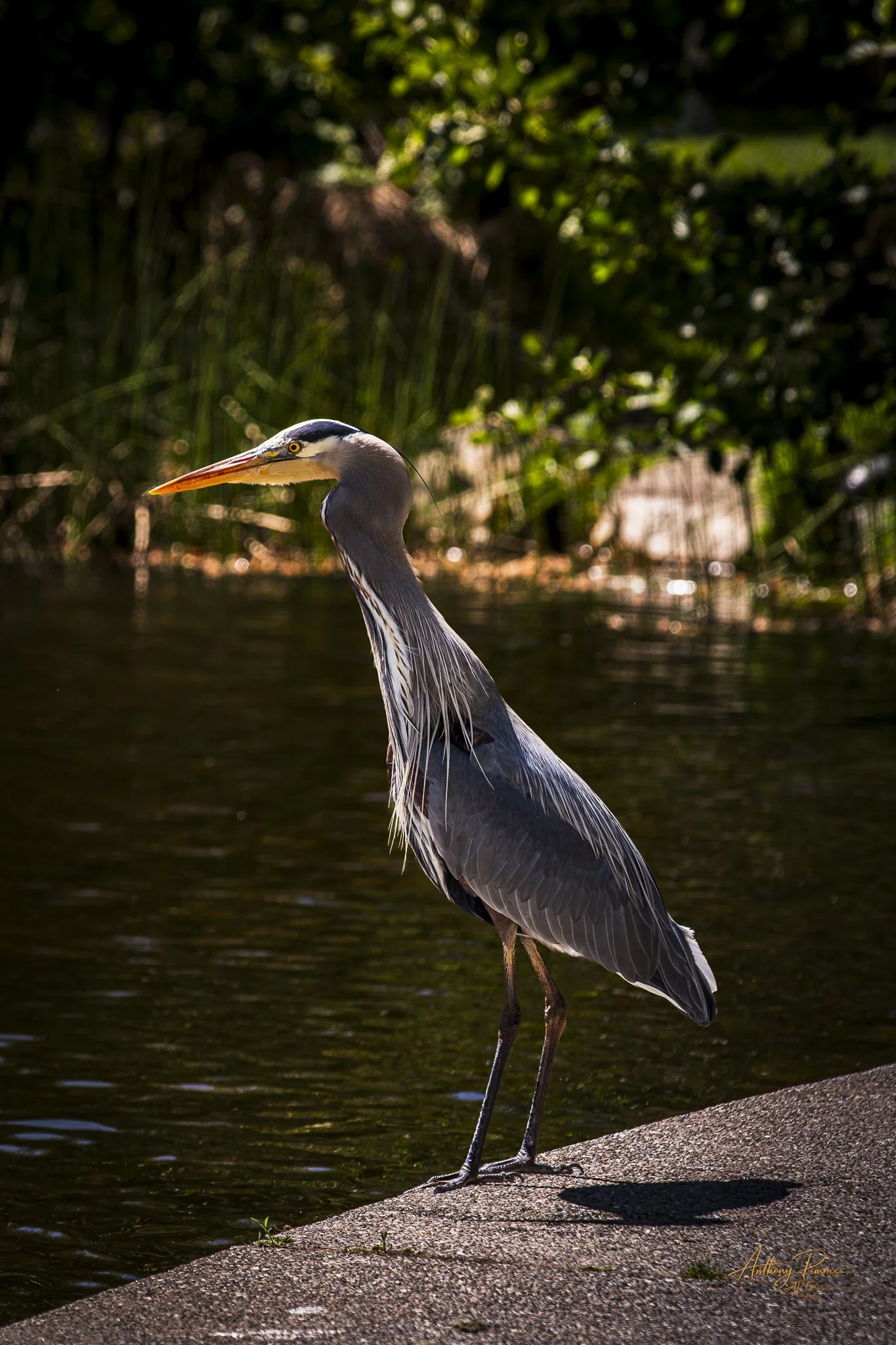 A heron with a long yellow beak and grey and white feathers standing on a concrete ledge beside a body of water, with green foliage in the background