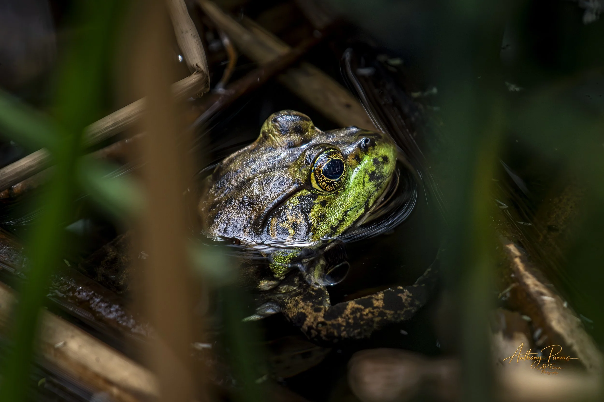 A close-up of a frog partially submerged in water, surrounded by reeds and natural vegetation.