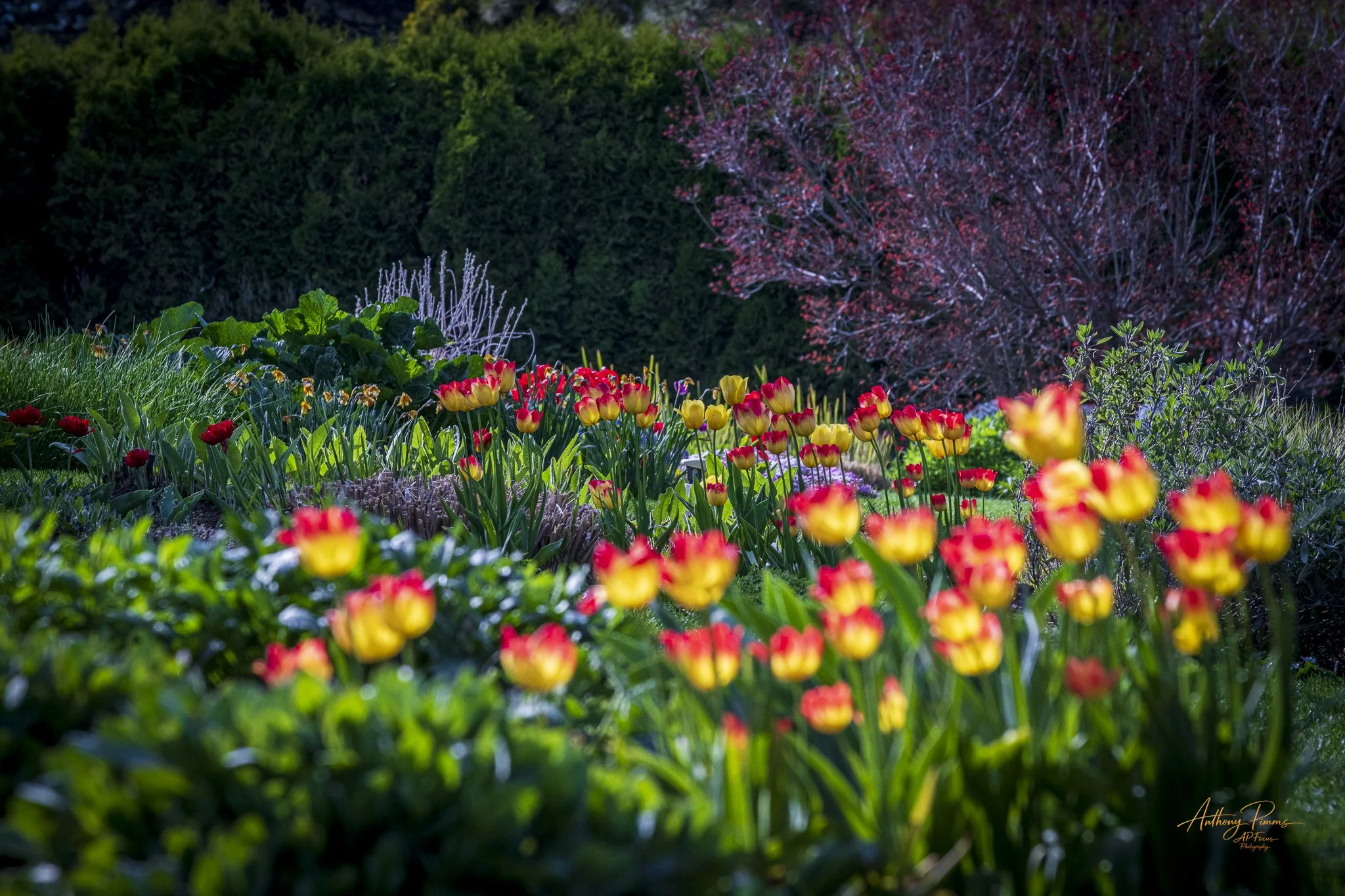 A vibrant garden scene with yellow and red tulips in the foreground, green foliage, and a red-leaved tree in the background.