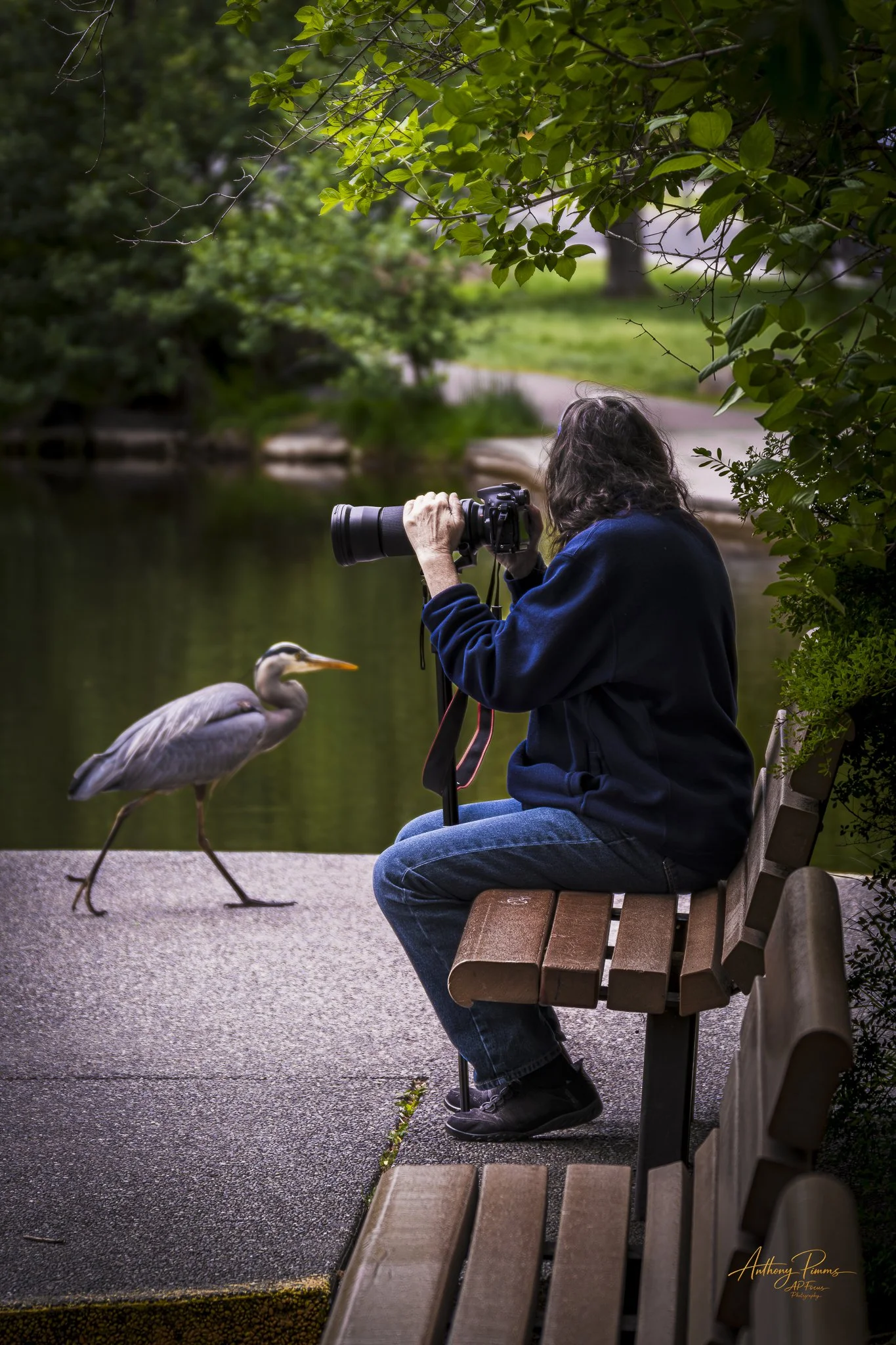 A person sitting on a park bench taking a photograph of a pelican near the water, surrounded by green trees.
