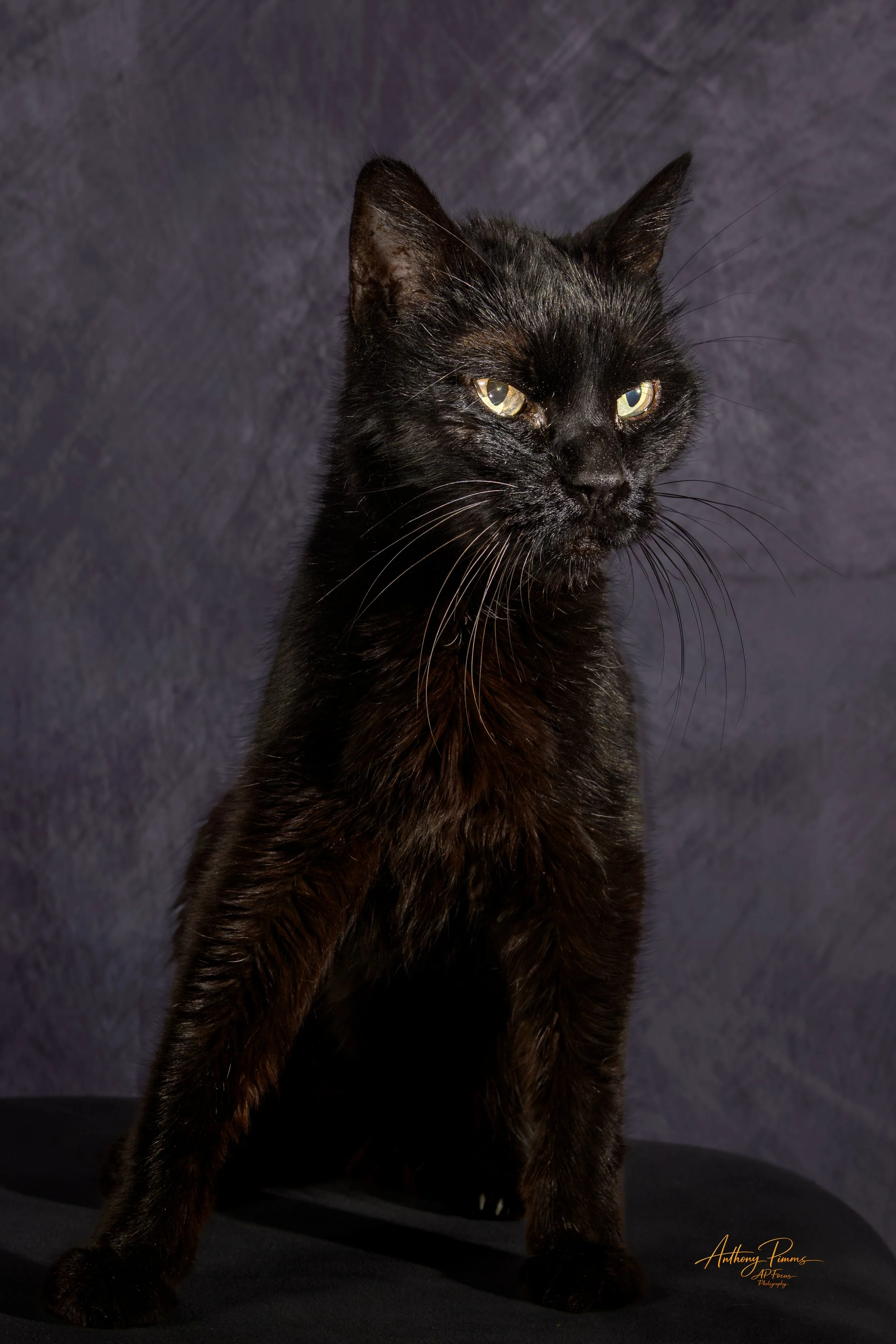 Black cat with yellow-green eyes sitting against a dark background.