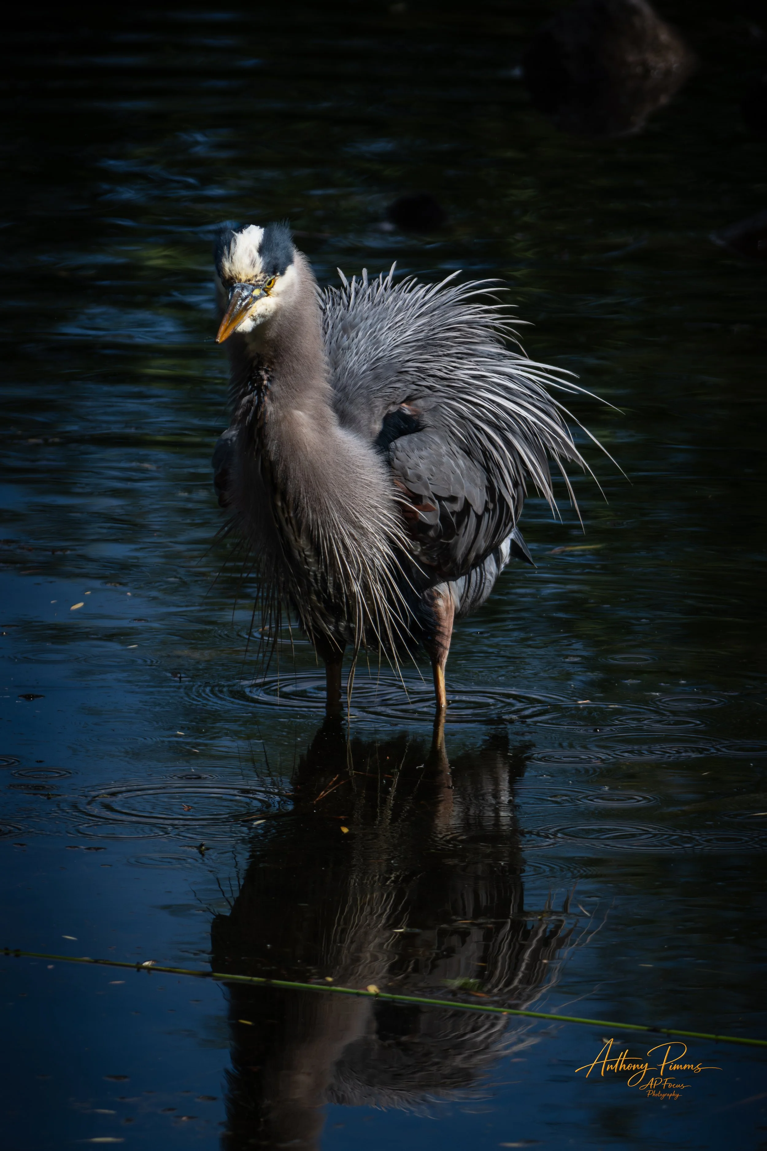 A heron standing in dark water with ripples, reflecting its legs and part of its body.