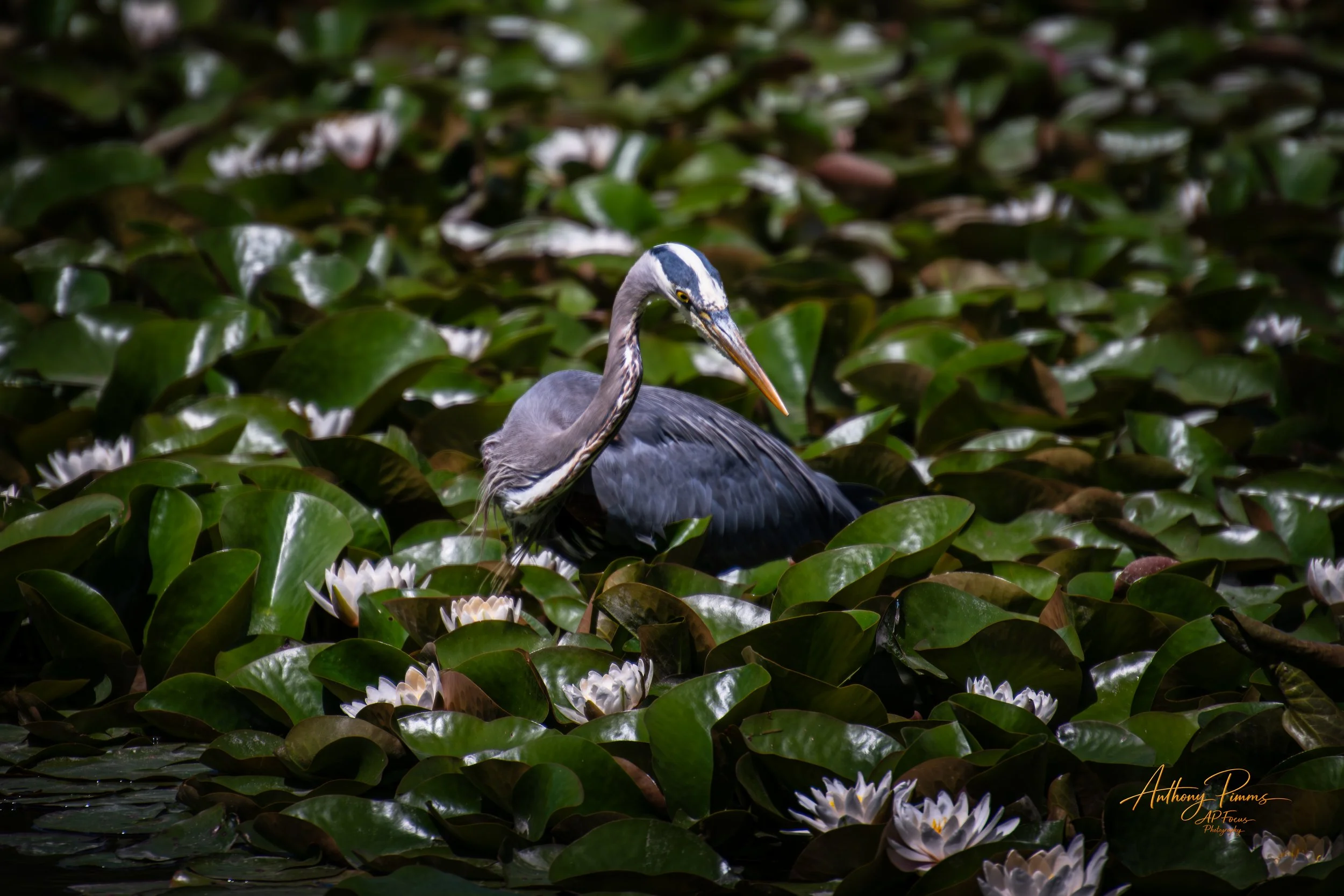 A heron standing among green water lily leaves and white water lilies with pinkish edges in a pond.