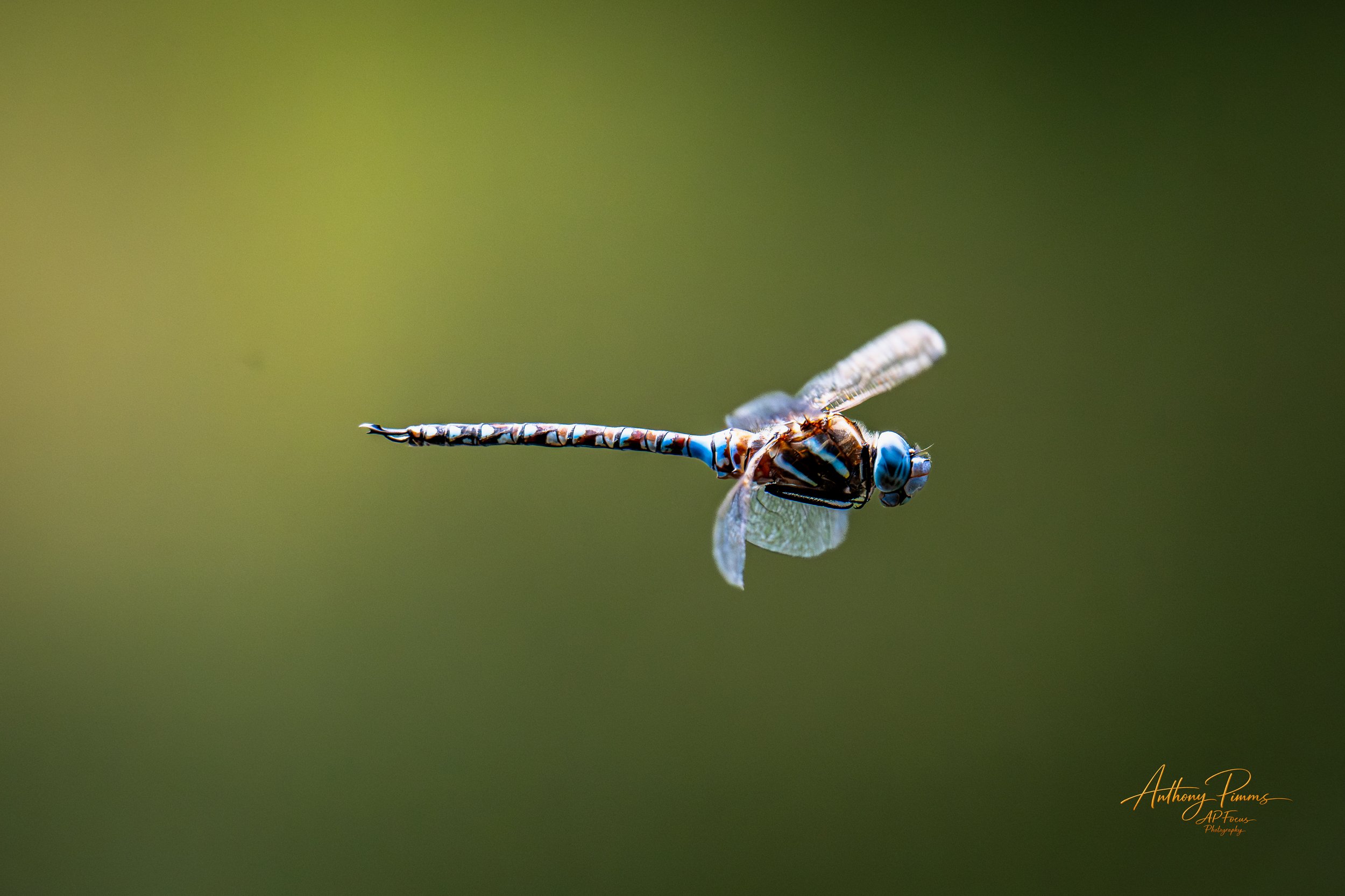 Close-up of a dragonfly perched on a thin branch with a blurred green background.