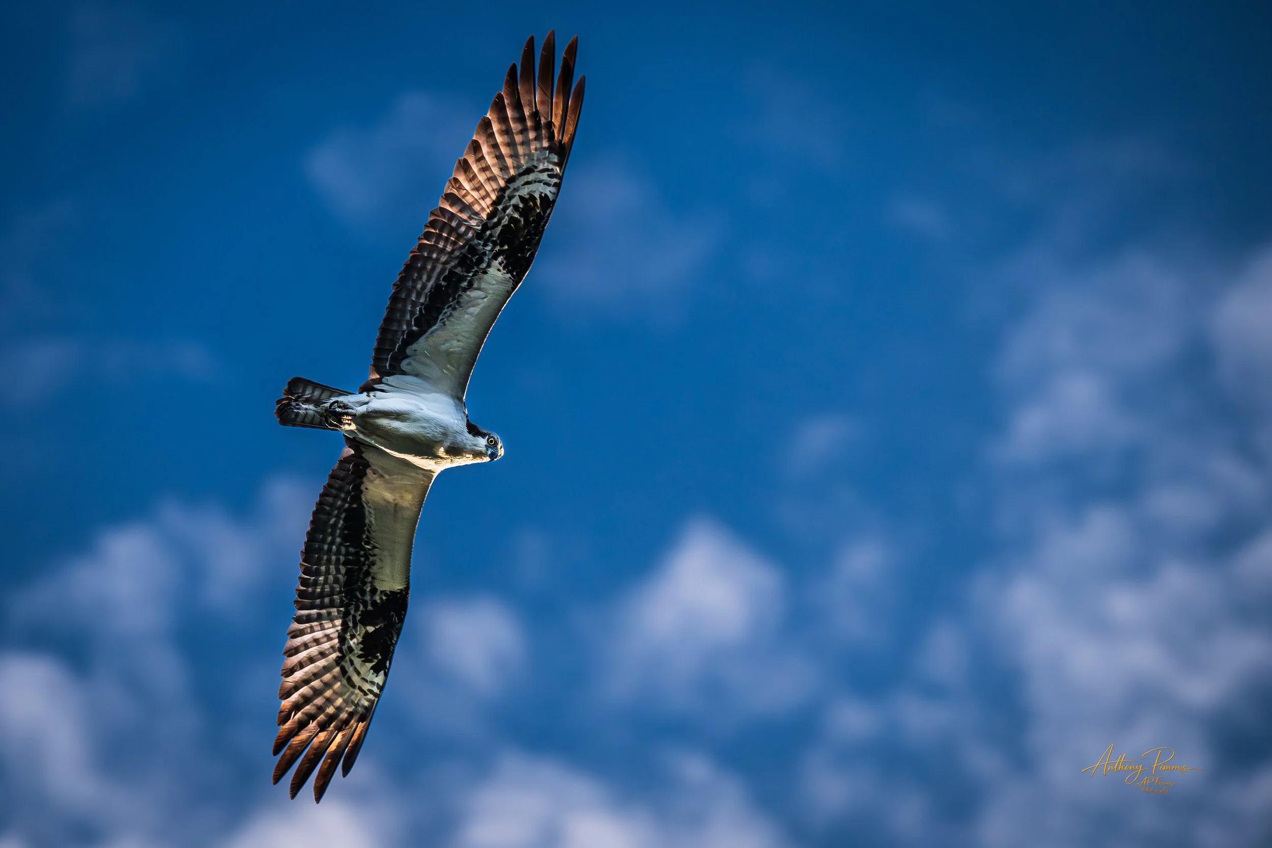 A bird of prey, possibly a hawk or falcon, soaring in the sky with blue clouds in the background.