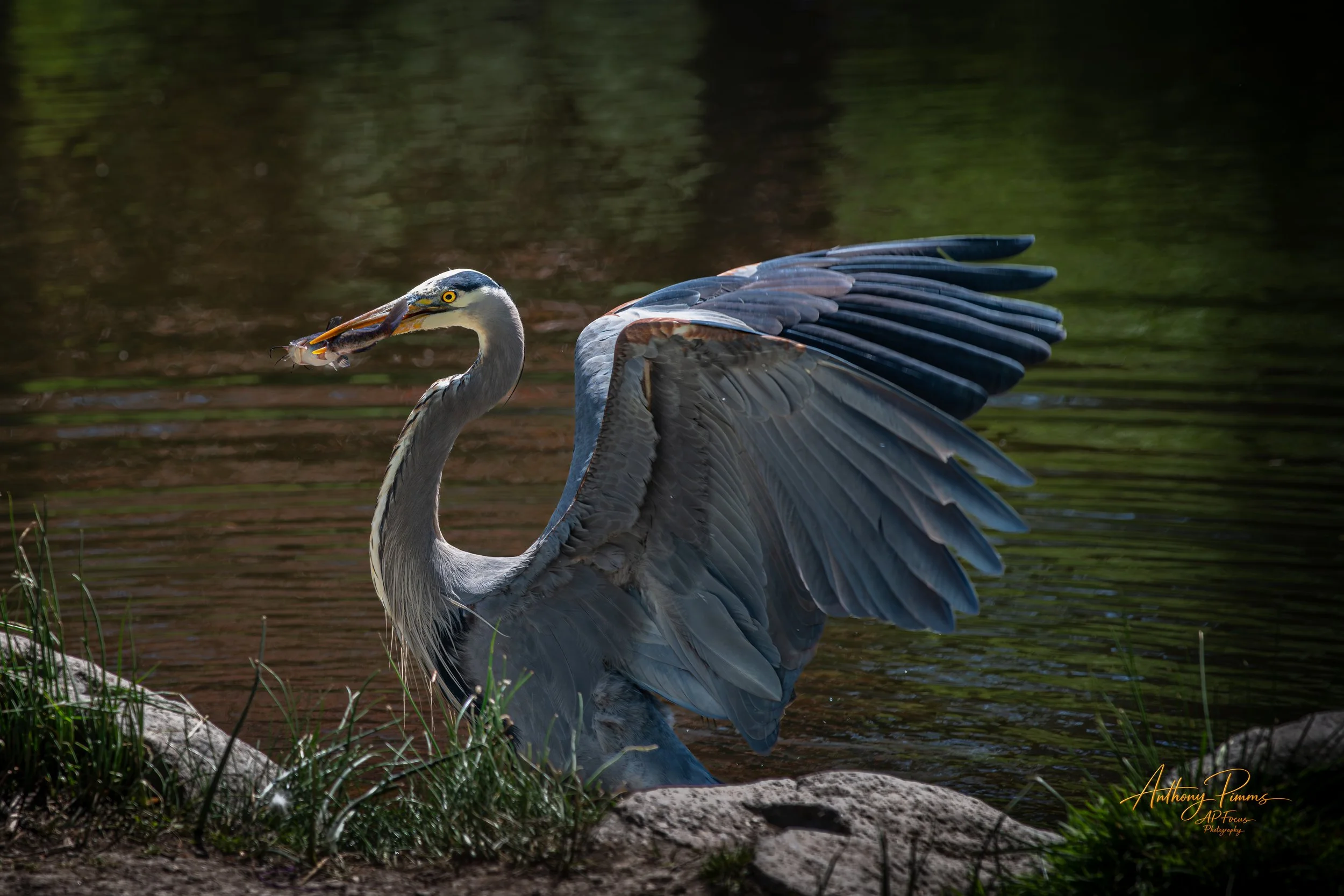 A heron standing in shallow water with its wings partially extended, holding a fish in its beak, surrounded by rocks and grass.
