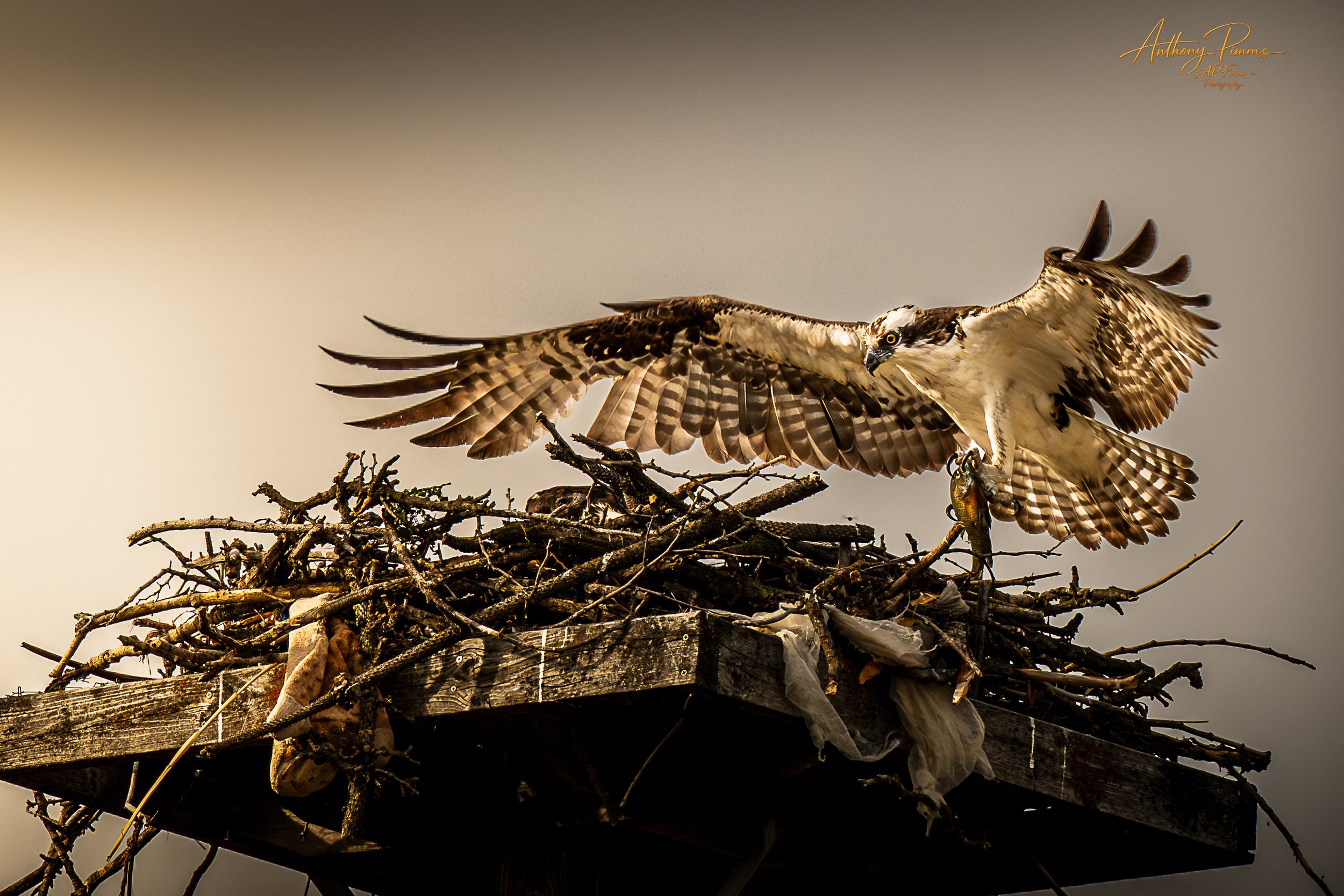 An osprey with outstretched wings sitting on a large nest made of twigs and branches.