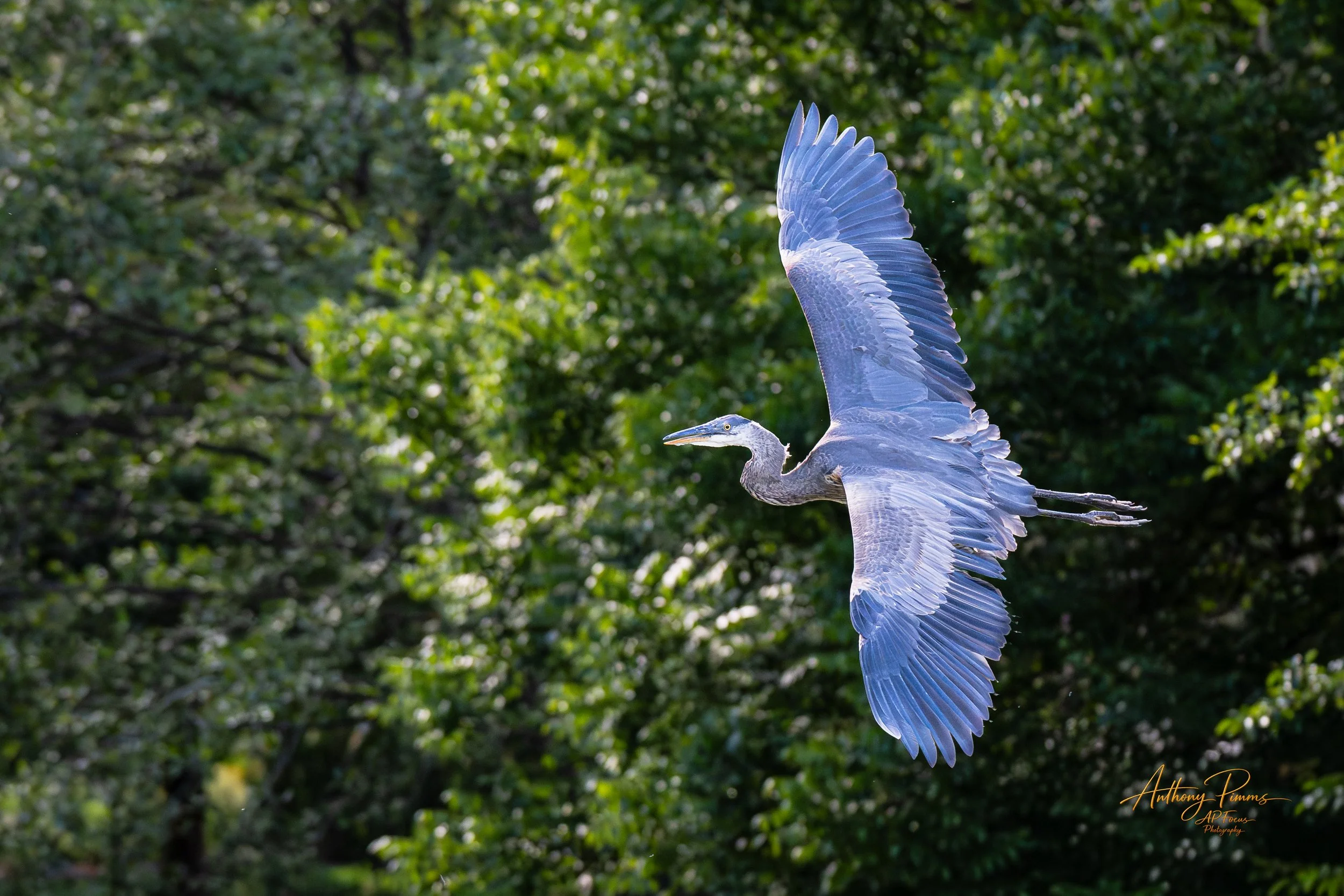 A heron flying outdoors with its wings fully extended among green trees.