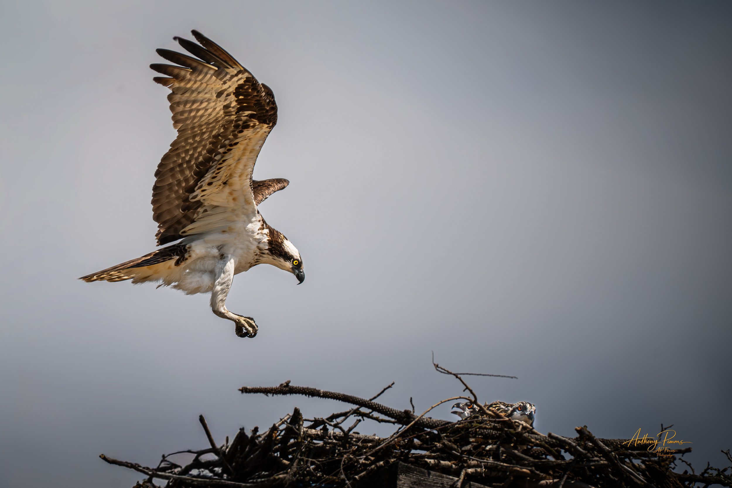 An osprey bird flying away from its nest with its legs extended, against a cloudy sky background.