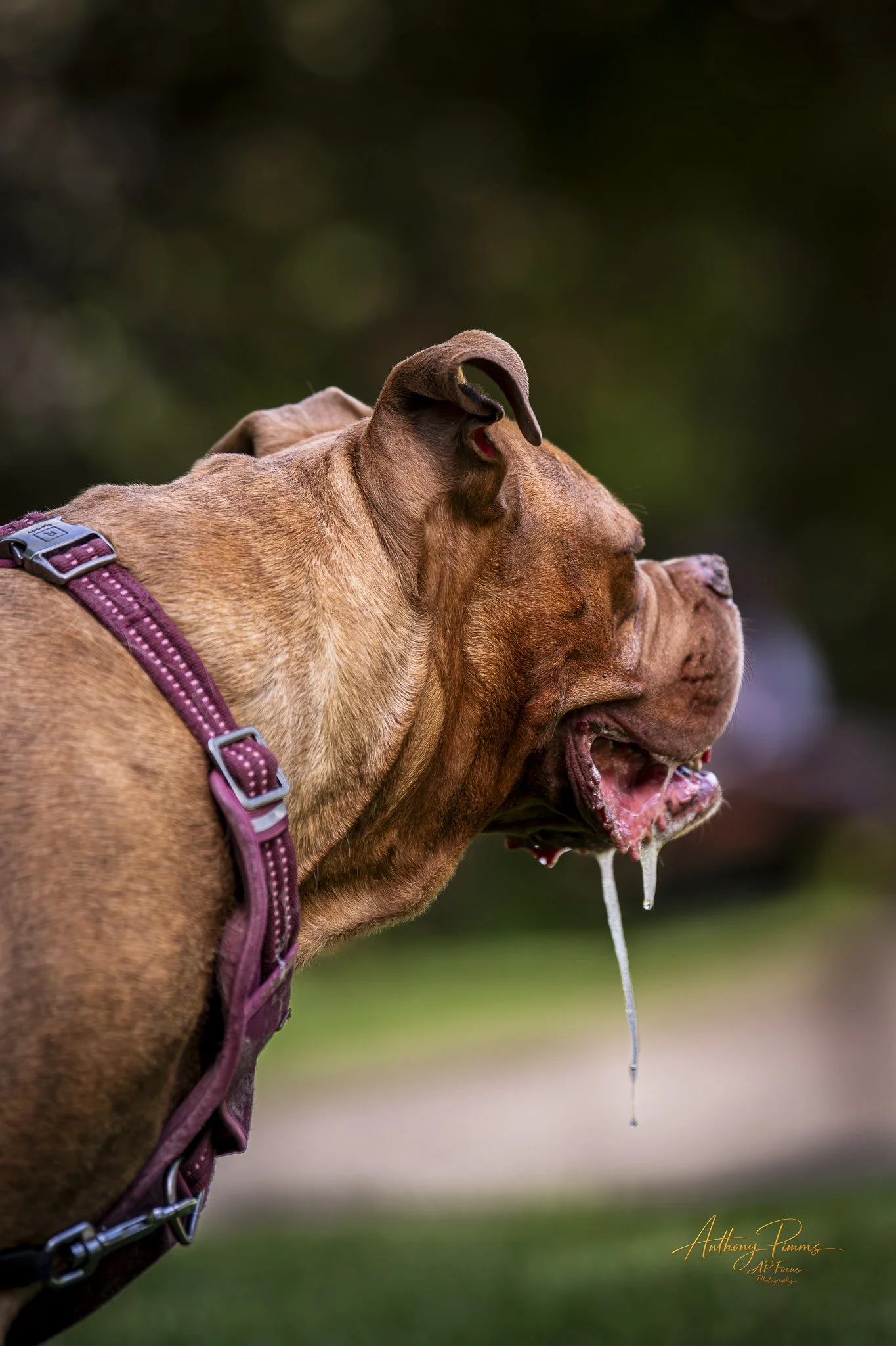 A dog with a reddish-brown coat wearing a maroon harness, yawning with drool dripping from its open mouth, and its ears folded back against a blurred outdoor background.