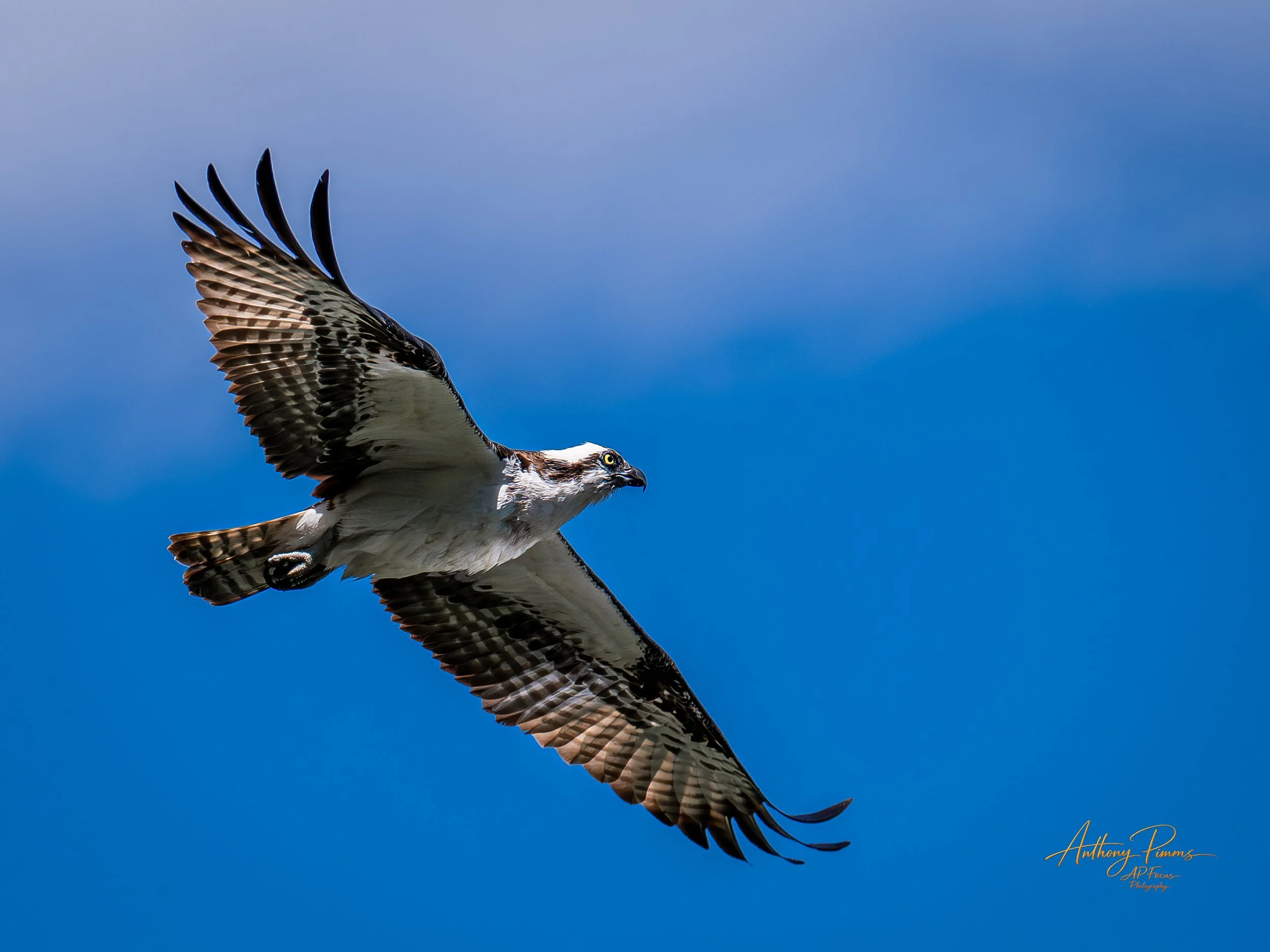 An osprey bird flying against a bright blue sky, with its wings spread wide, showing detailed feather patterns.
