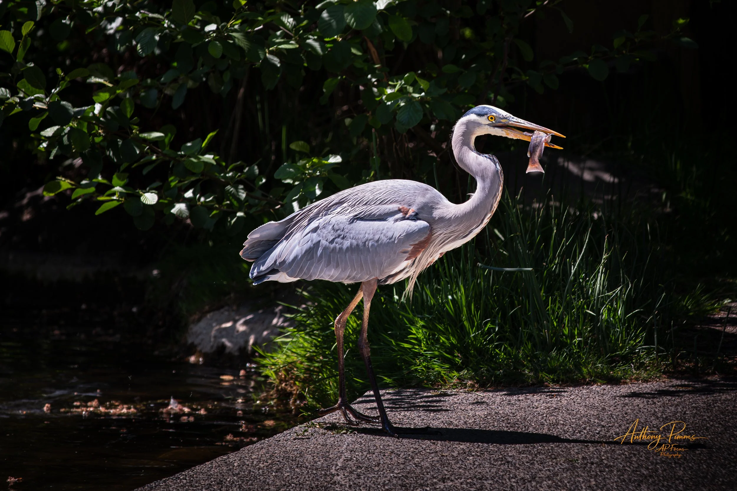 A heron standing on a concrete ledge near water, holding a fish in its beak, with lush foliage in the background.