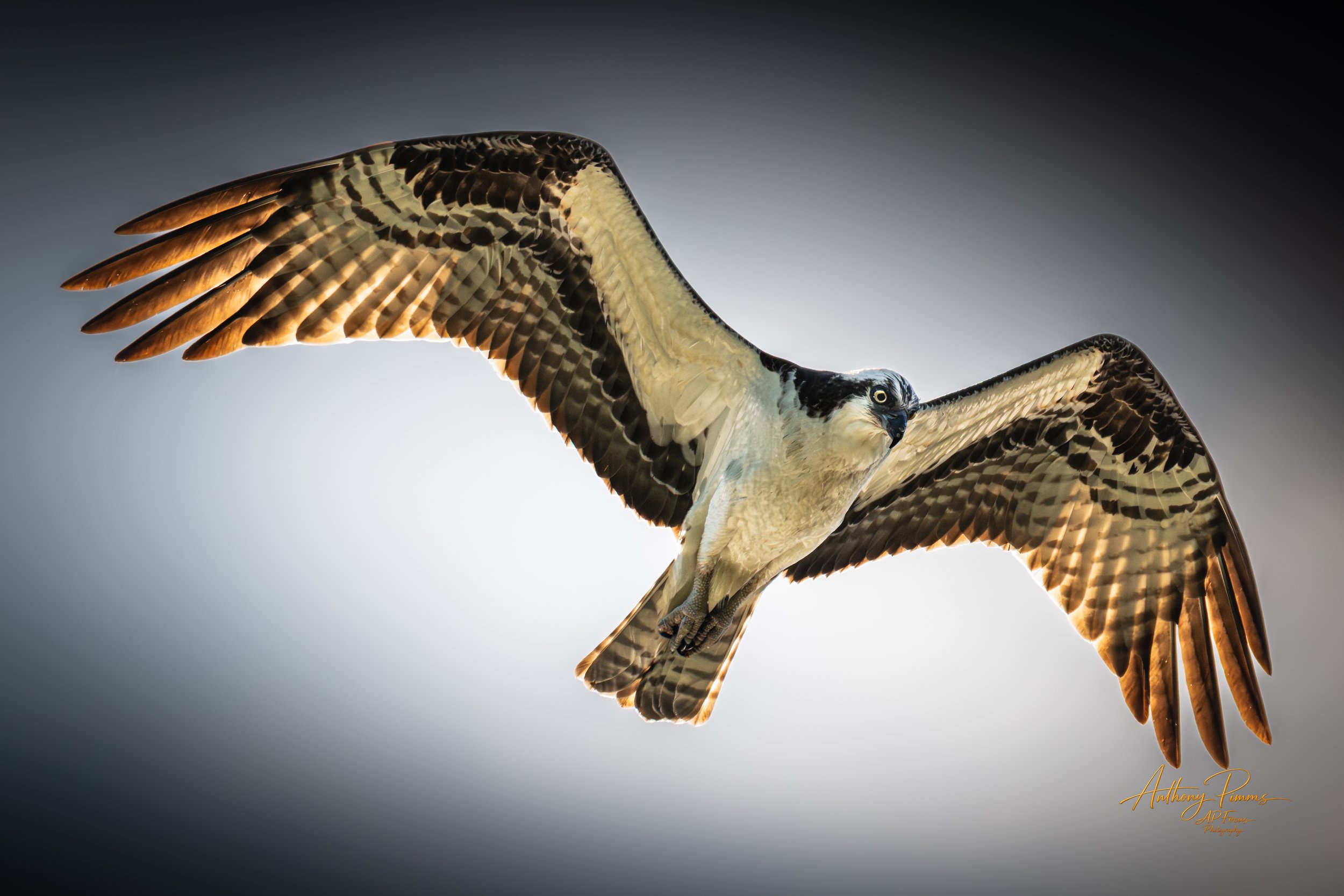 Osprey bird with wide wingspan flying against cloudy sky.