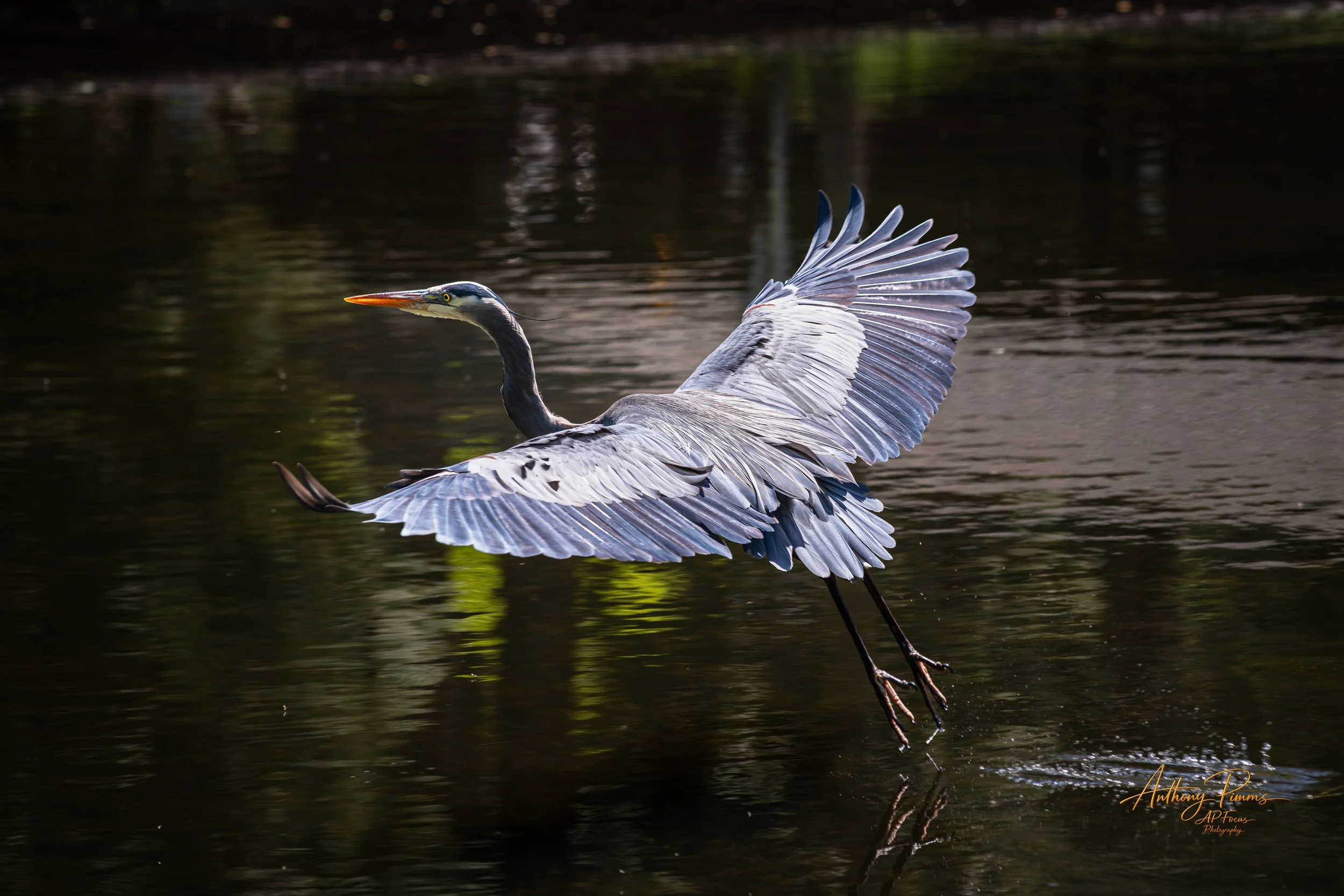 A heron with outstretched wings flying over a body of water, with reflections on the surface, during daylight.