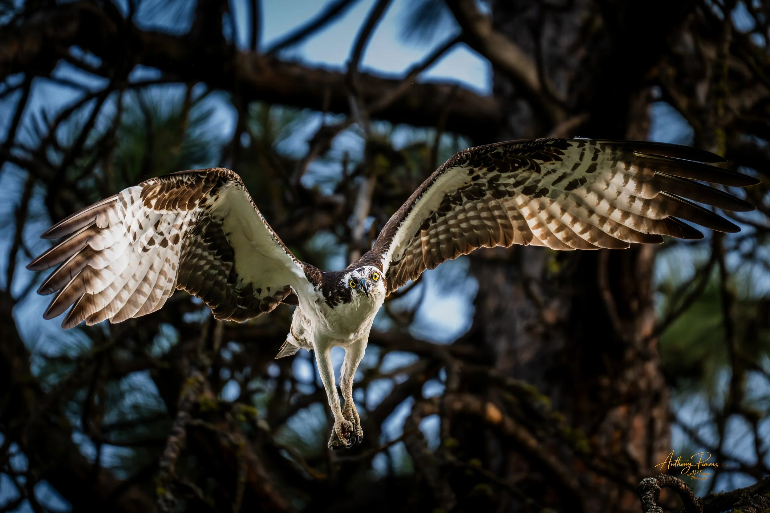 An osprey bird is in flight against a background of tree branches and sky, with its wings spread wide and talons extended.