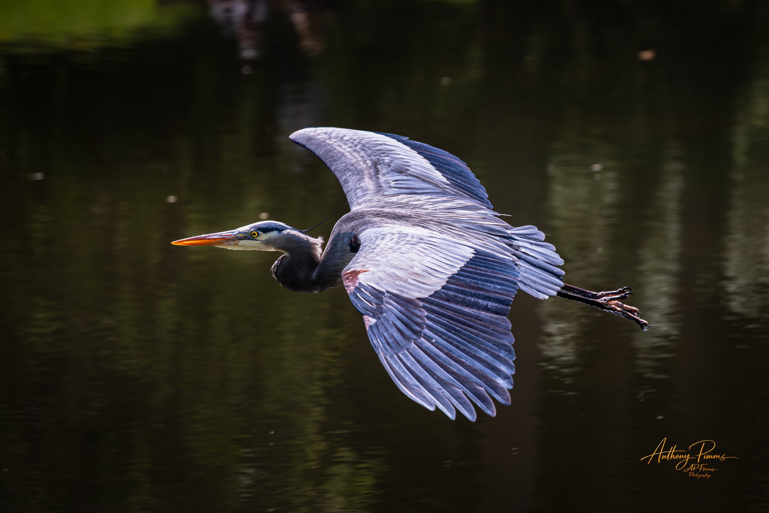A heron flying over a body of dark water with reflection, with its wings spread wide and legs extended behind it.