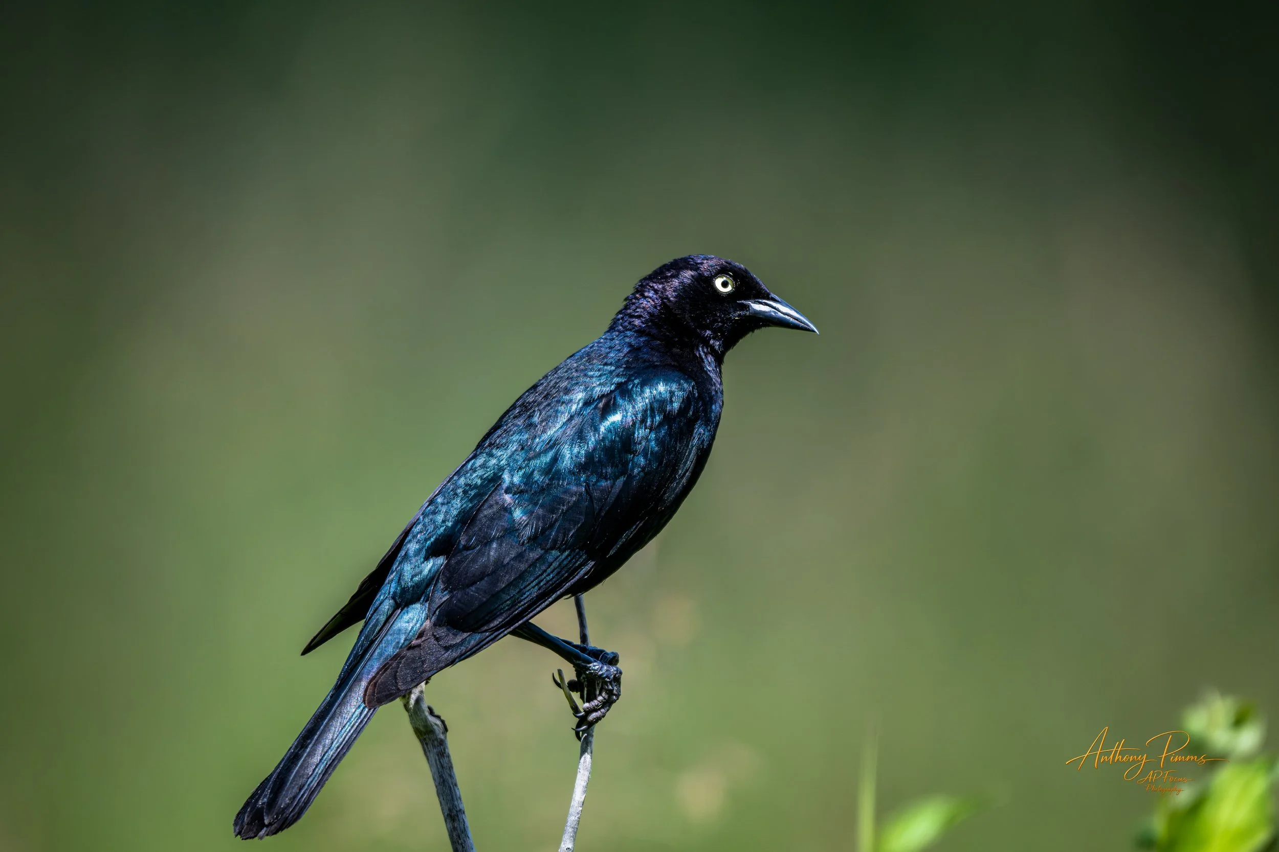A black bird with iridescent blue feathers perched on a thin branch against a blurred green background.