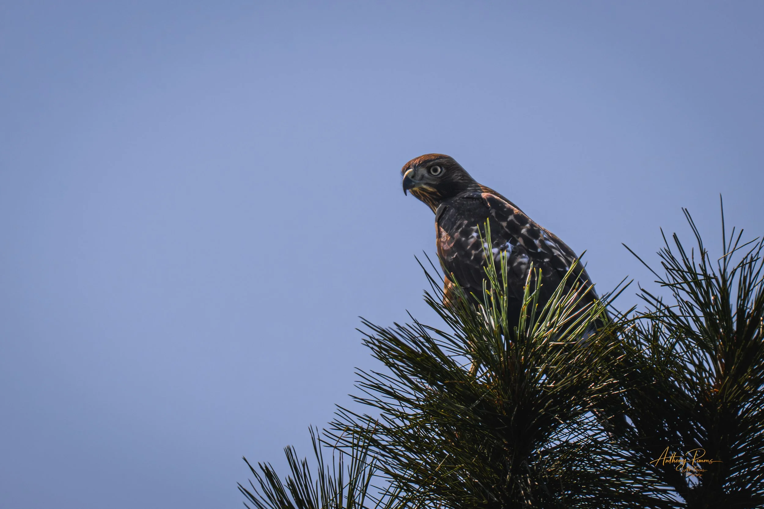 A bird of prey perched on a pine tree branch against a clear blue sky.