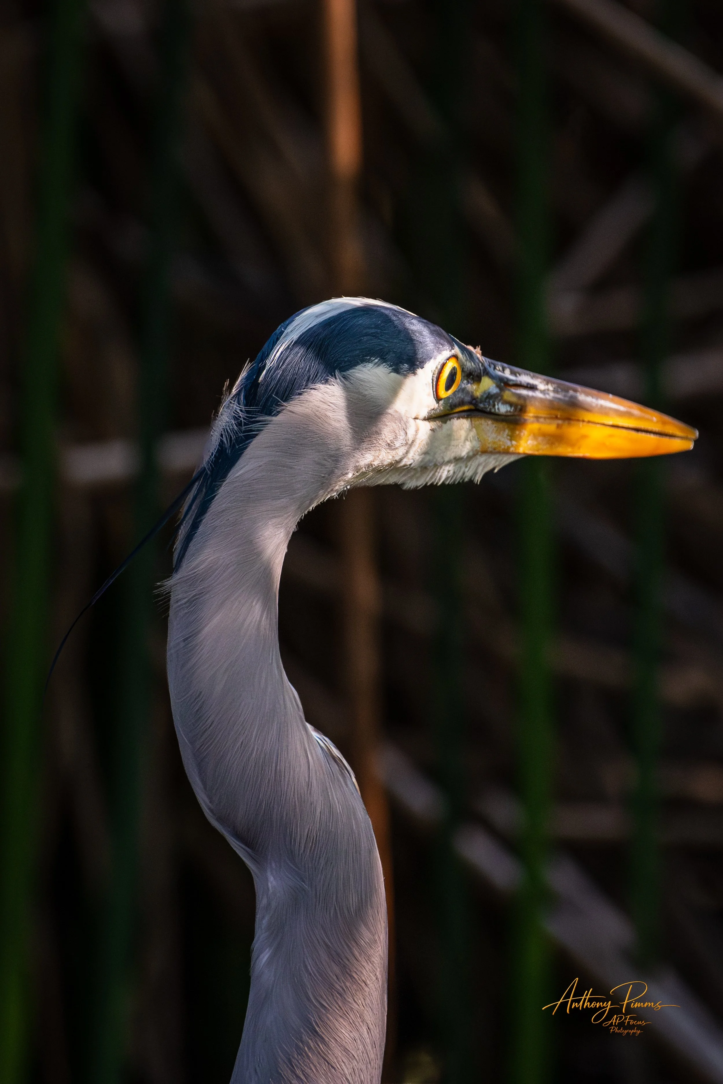 Close-up of a great blue heron with a yellow beak and white and gray feathers, standing against a blurred dark background.
