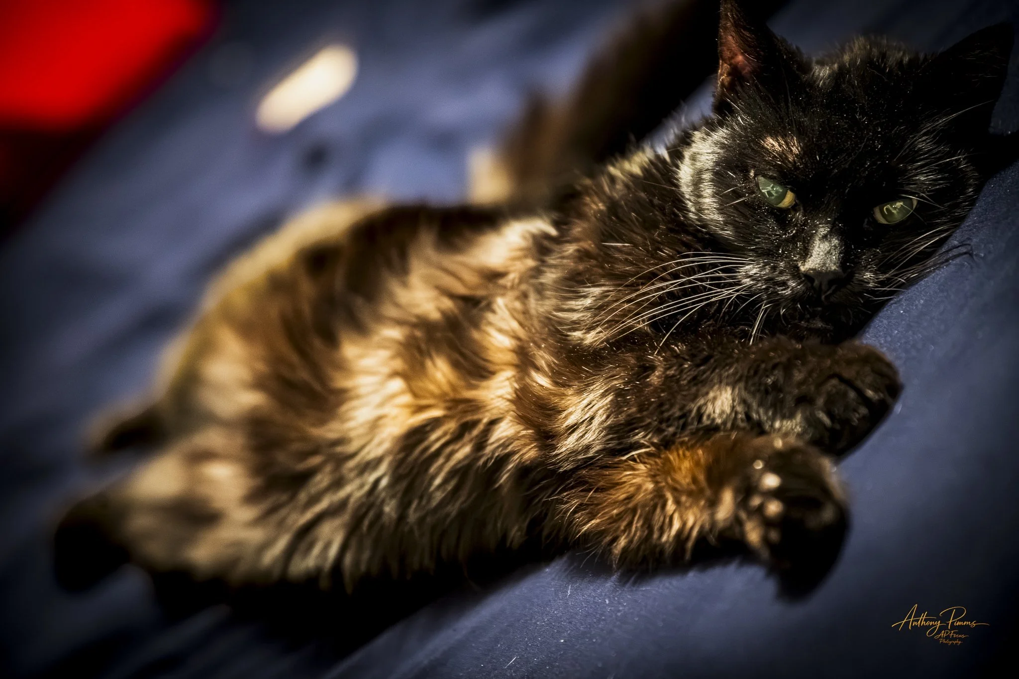Close-up of a black cat with green eyes lying on dark fabric, partially out of focus on the left side.