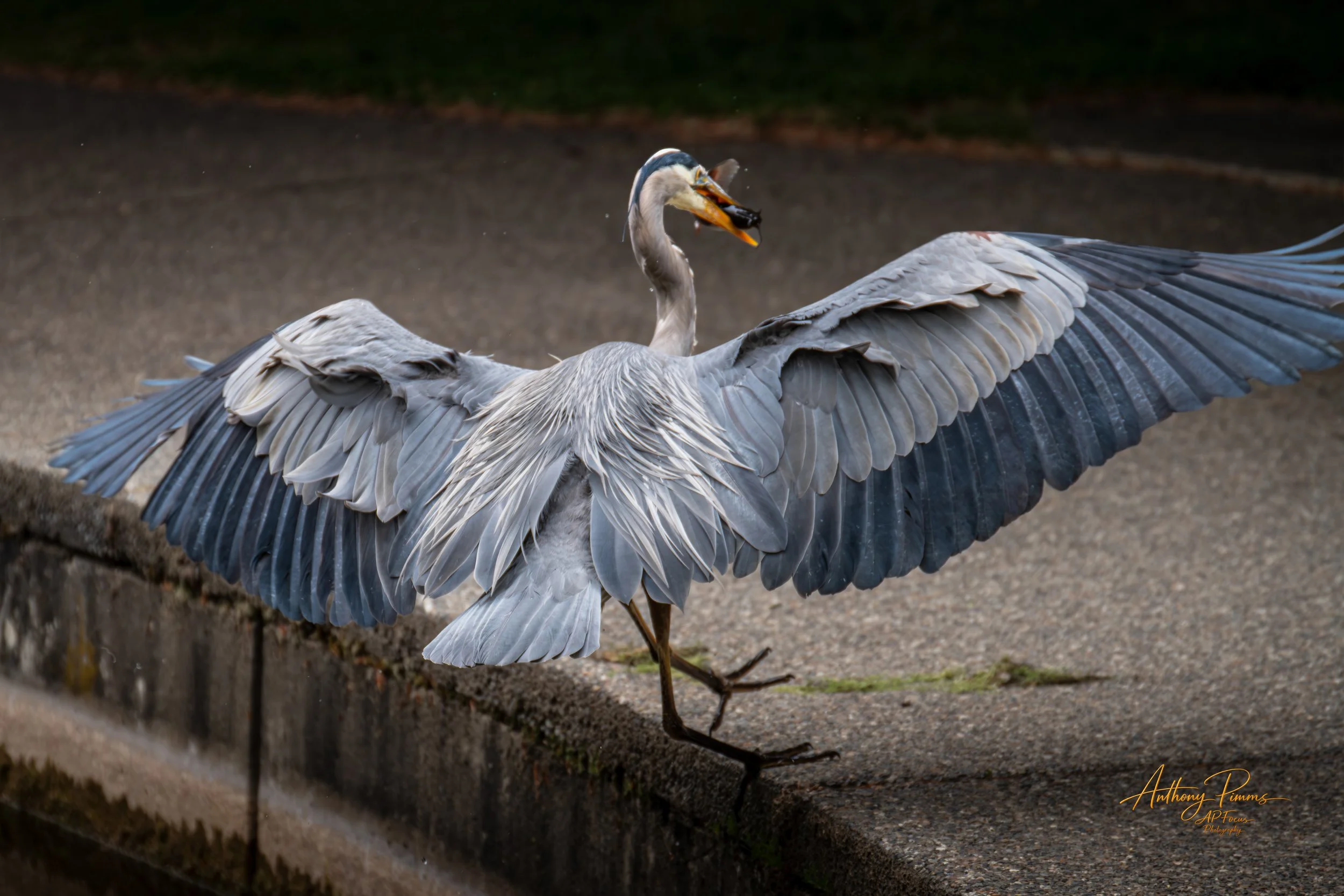 A heron standing on a ledge with its wings spread wide, holding fish in its beak, with a dark background.