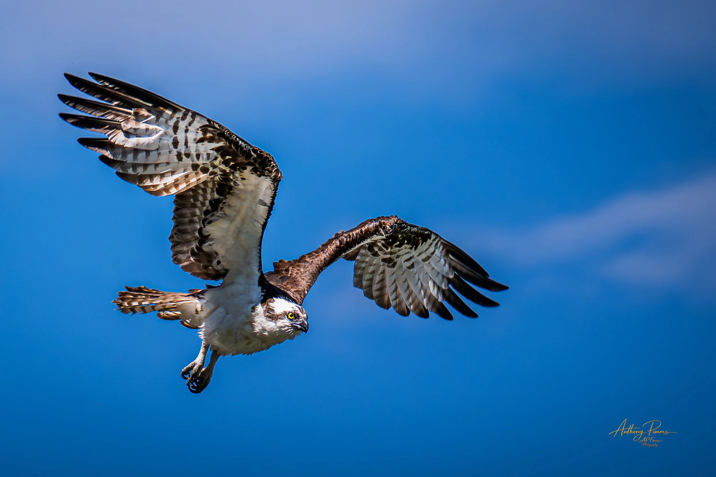 An osprey bird flying against a clear blue sky with wings spread wide.