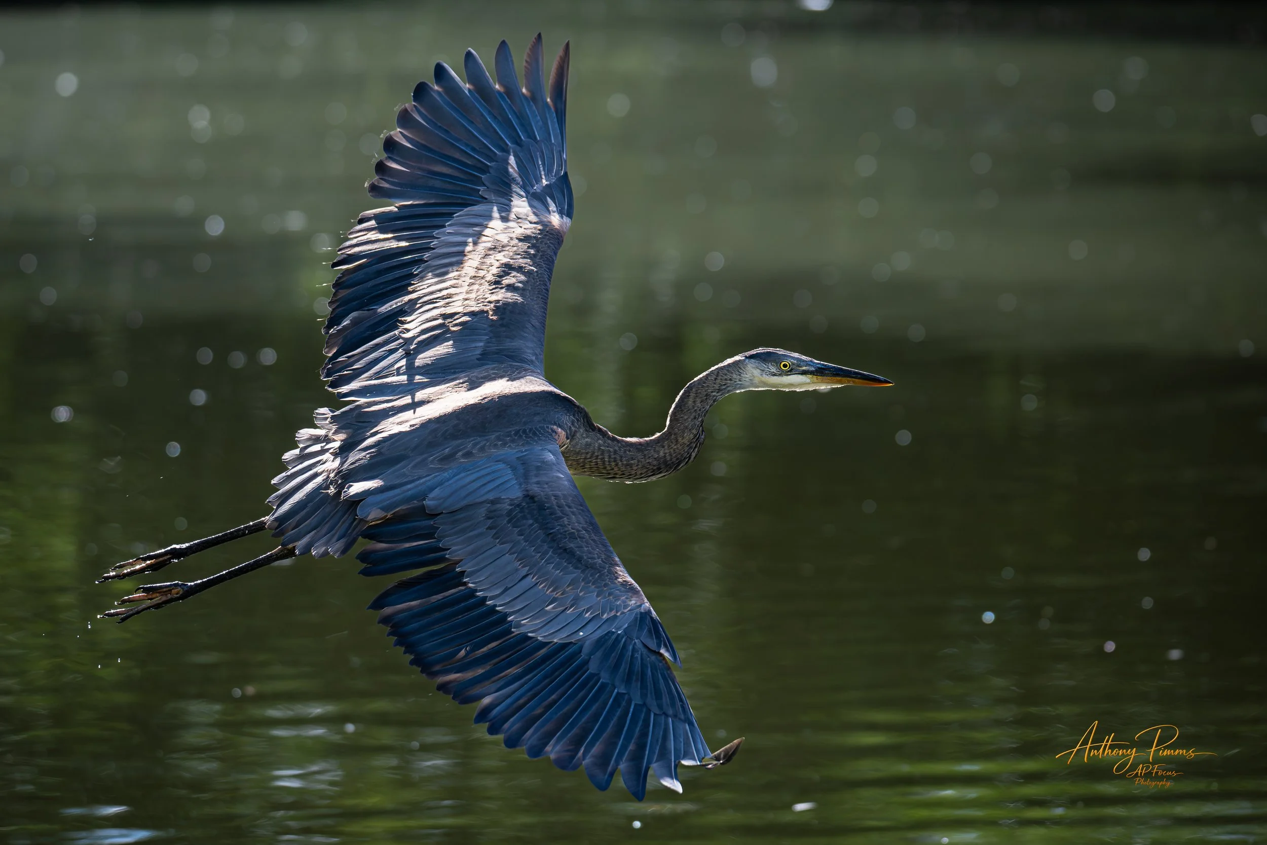 A heron in mid-flight over a body of water, with its wings fully spread and its long neck extended forward.