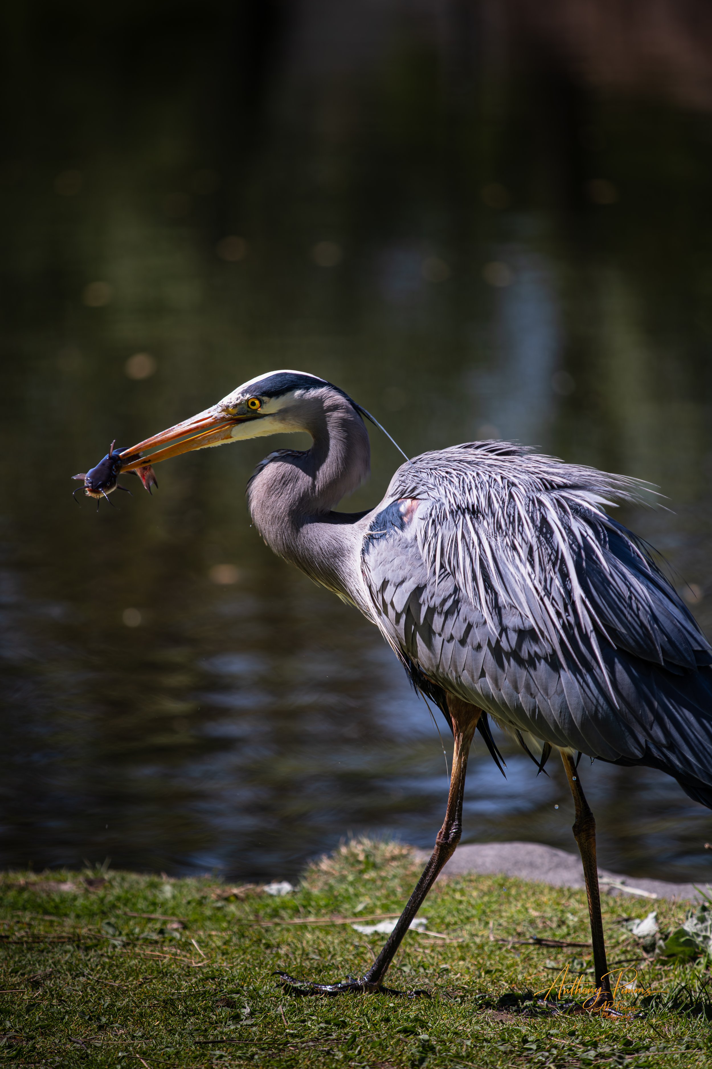 A great blue heron standing in shallow water with legs partially submerged, holding a large insect in its beak. The background is blurred water and greenery.