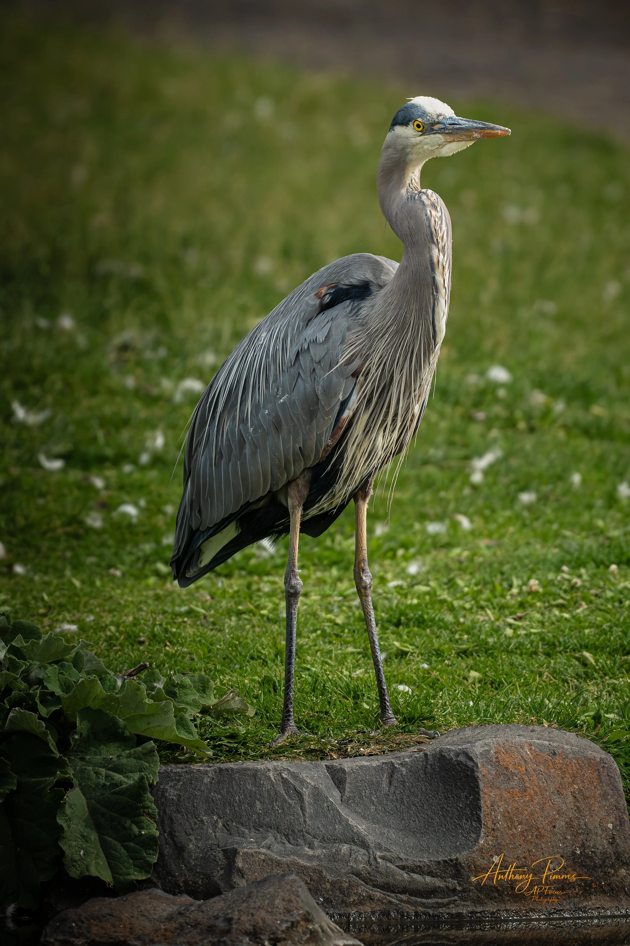 A heron standing on a stone ledge near water, with green grass and foliage in the background.