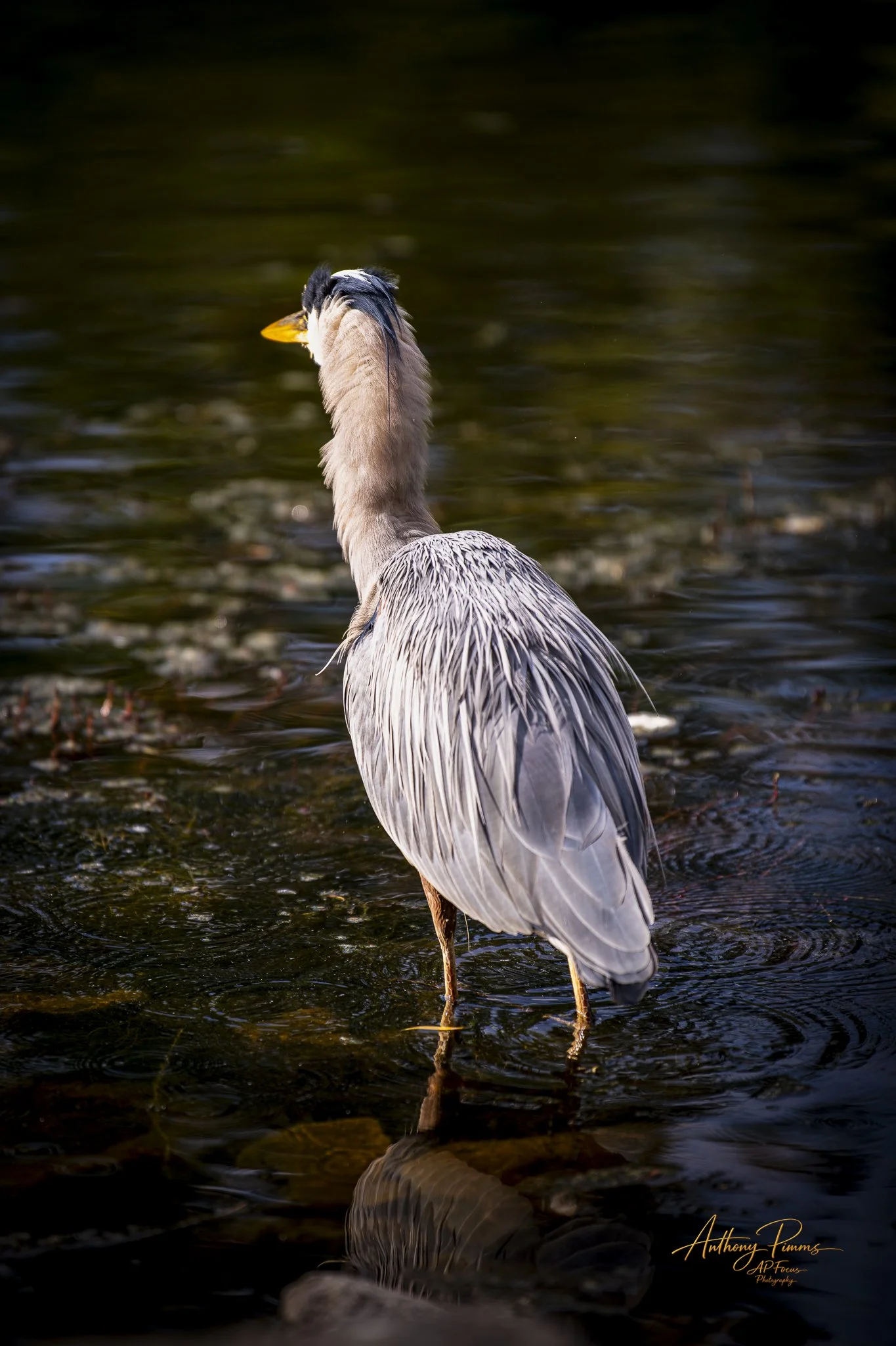 A heron standing in shallow water with its reflection visible, dark water background.