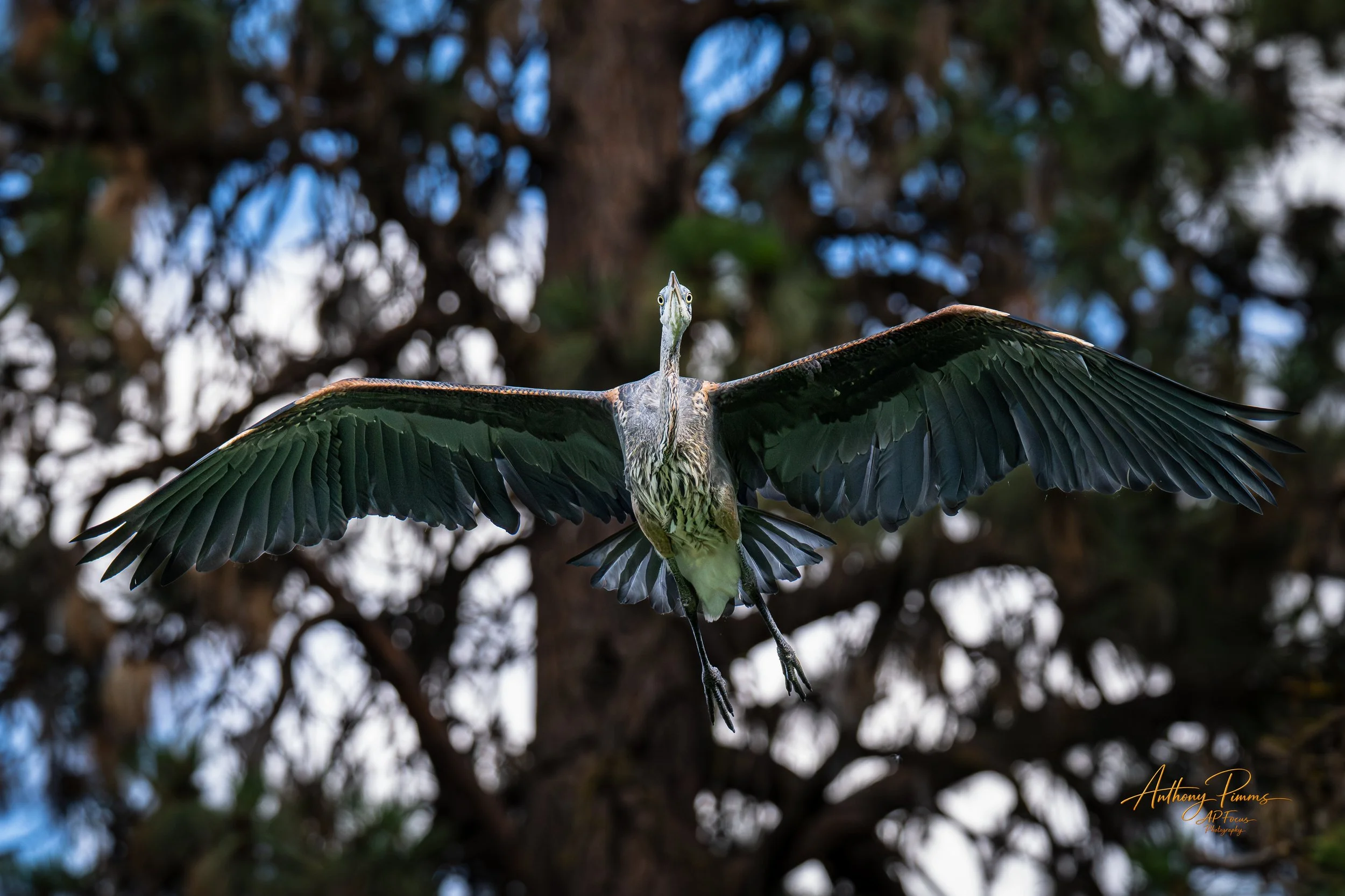 A bird with outstretched wings flying in front of a trees background.