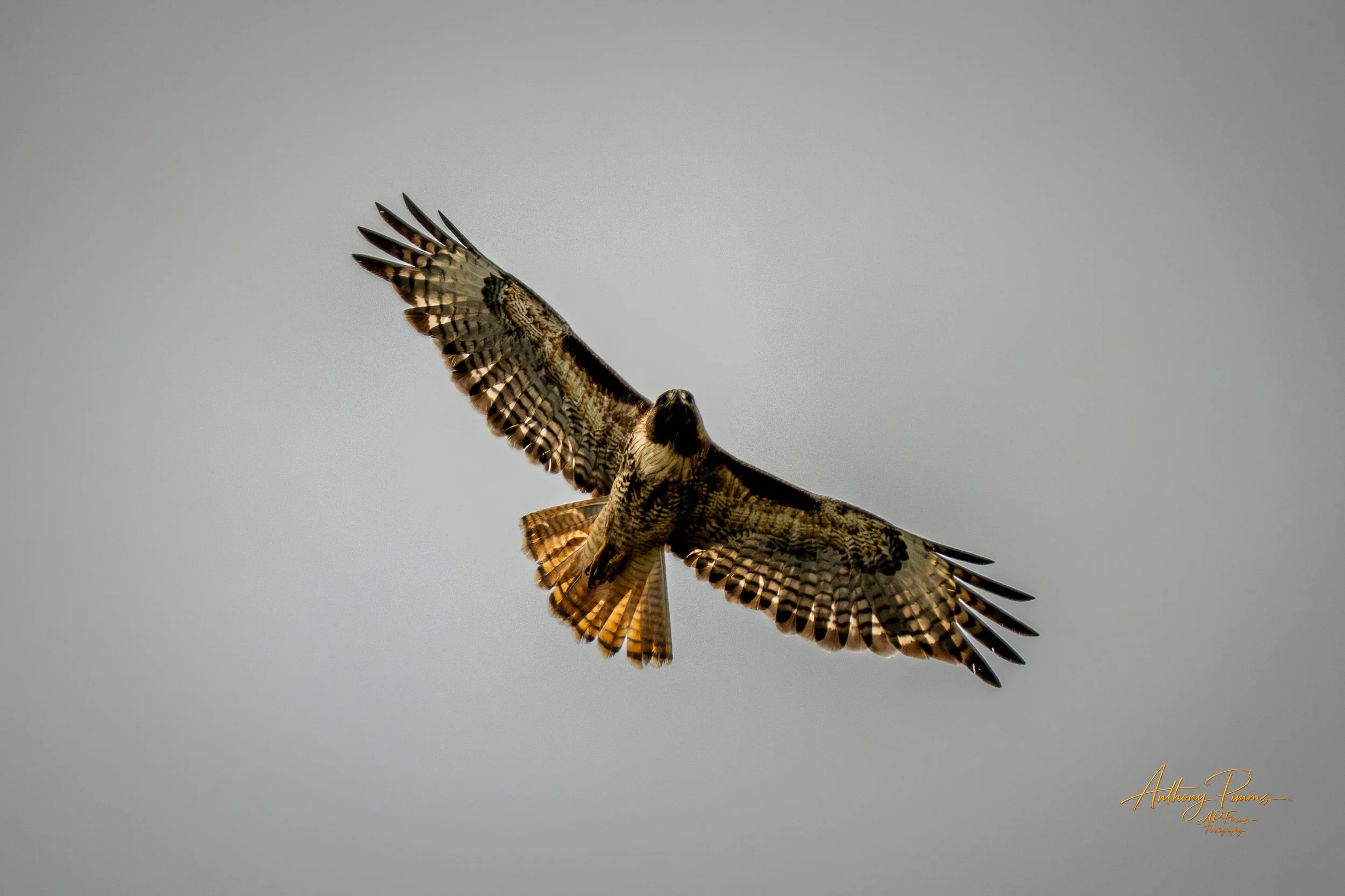 Two birds of prey flying in the sky with their wings spread out, showing detailed feather patterns against a plain gray background.