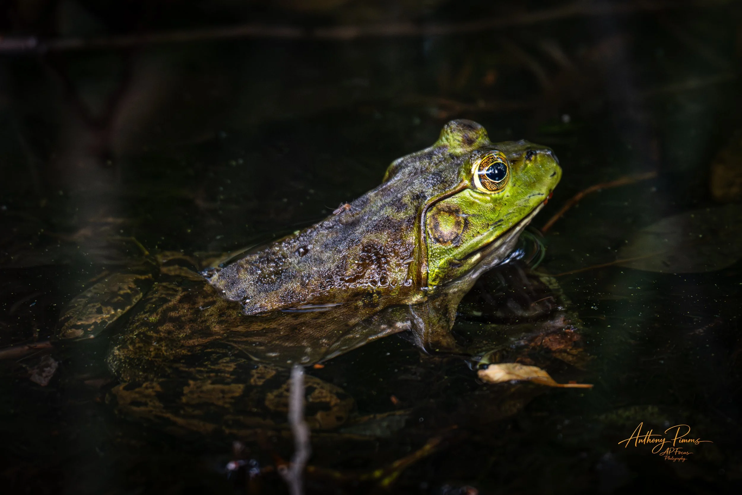 A close-up of a green frog partially submerged in dark water, with its head and eyes visible above the surface.