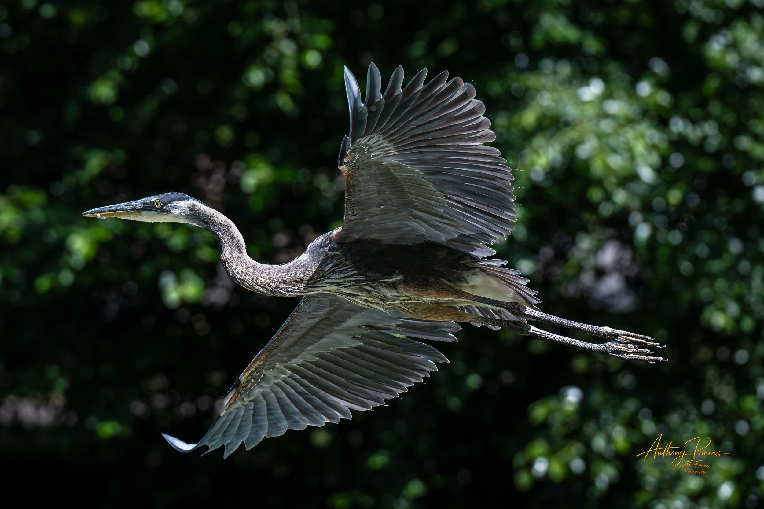 Taking Flight