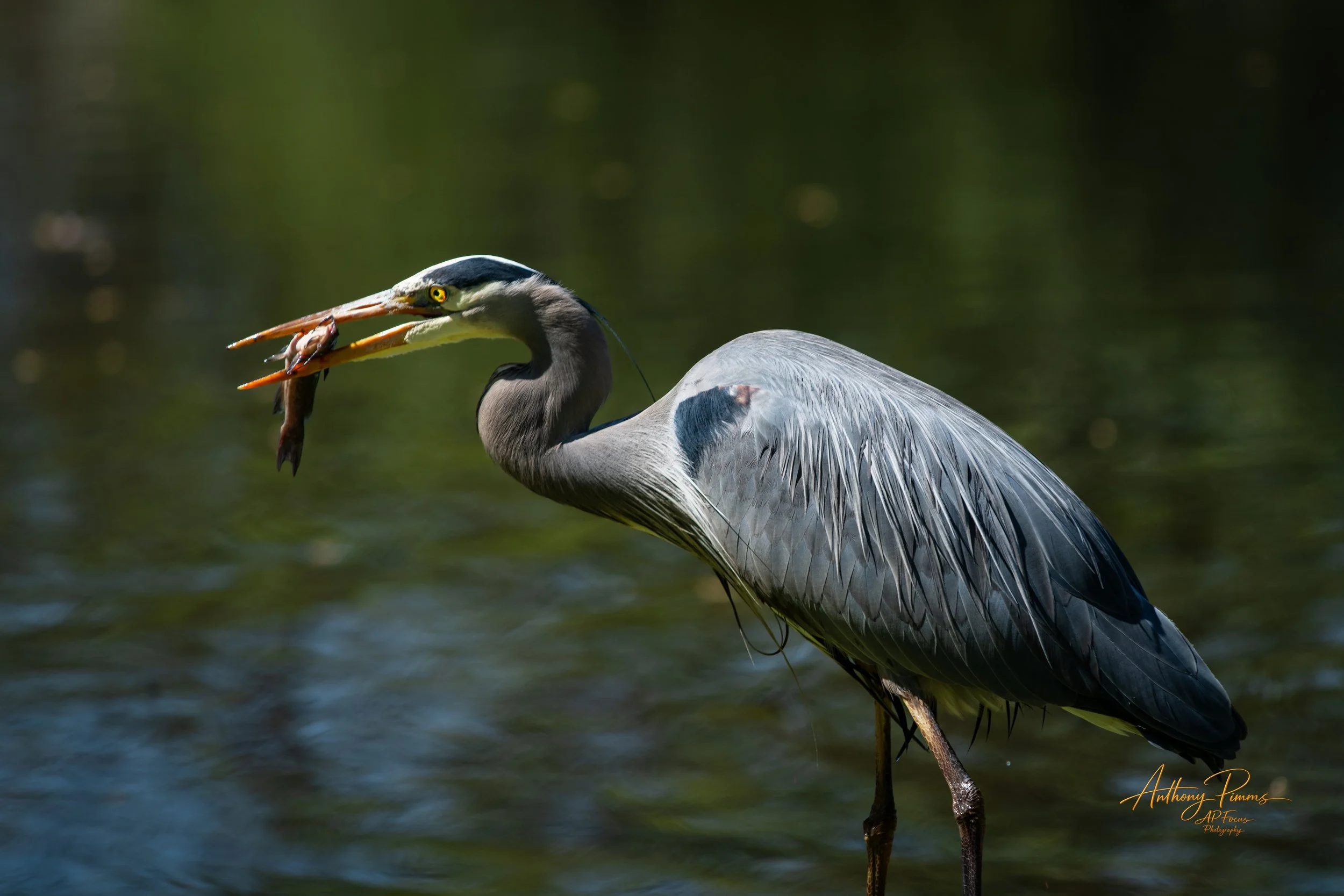 A great blue heron standing in water holding a fish in its beak.