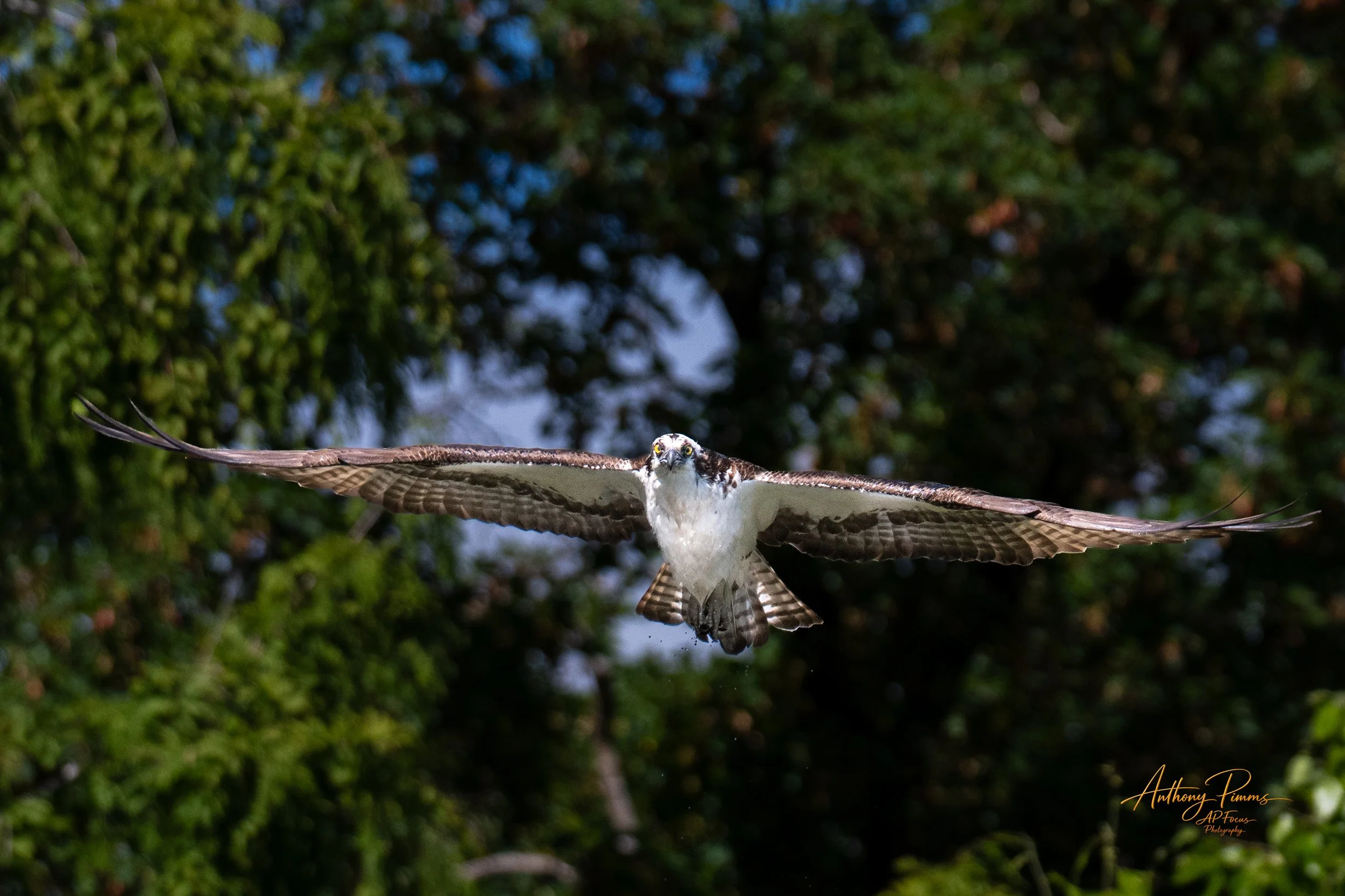 An osprey bird flying with a fish in its talons against a background of green trees and blue sky.