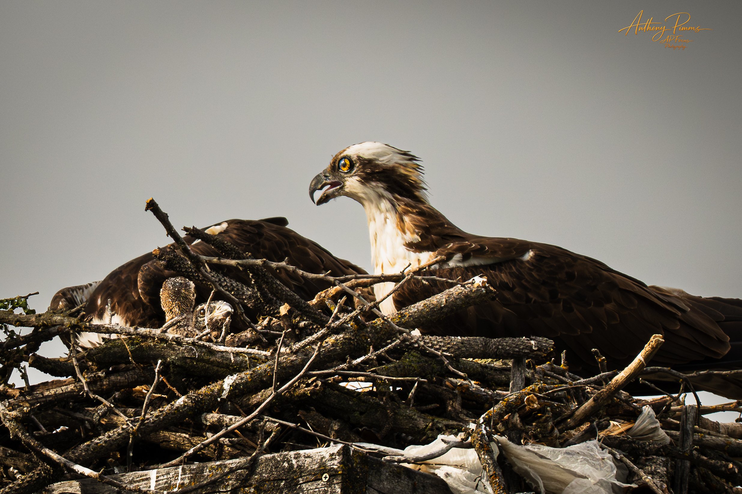 An osprey with white head and dark eye stripes sitting on a nest made of twigs, with a chick visible in the nest, against a neutral sky background.