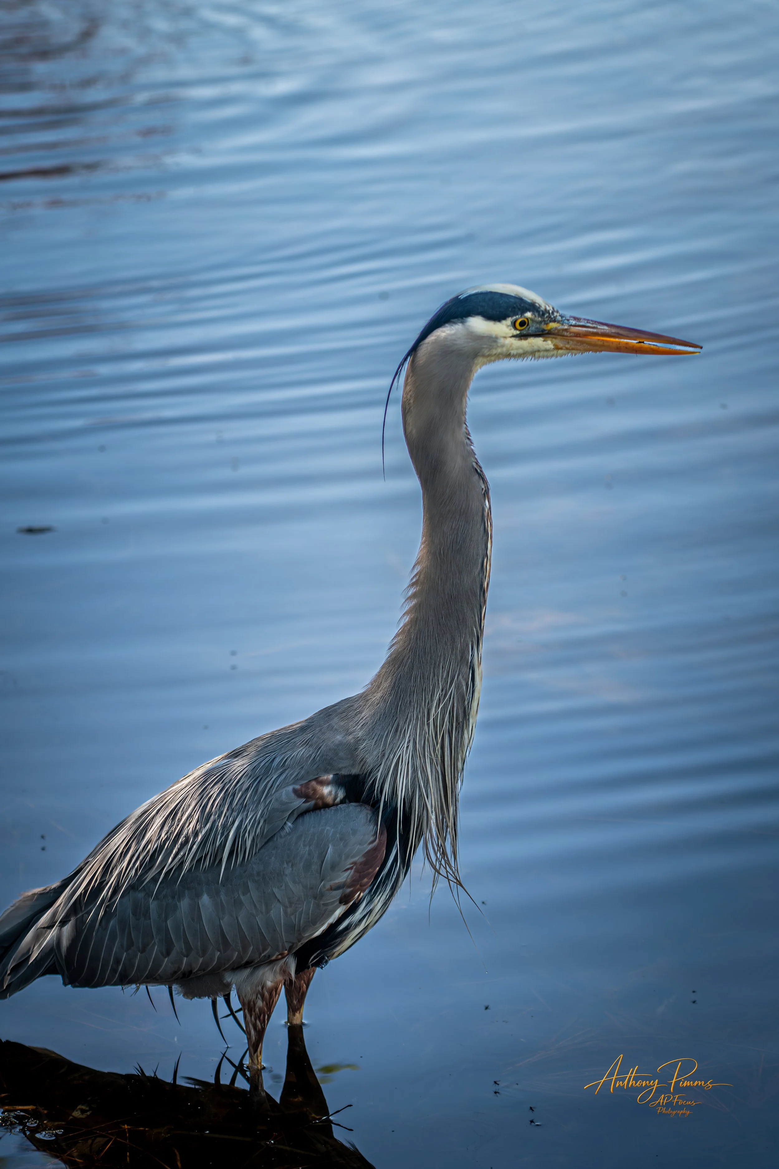 A heron standing at the edge of a body of water, with reflections visible on the water's surface and a signature in the corner.