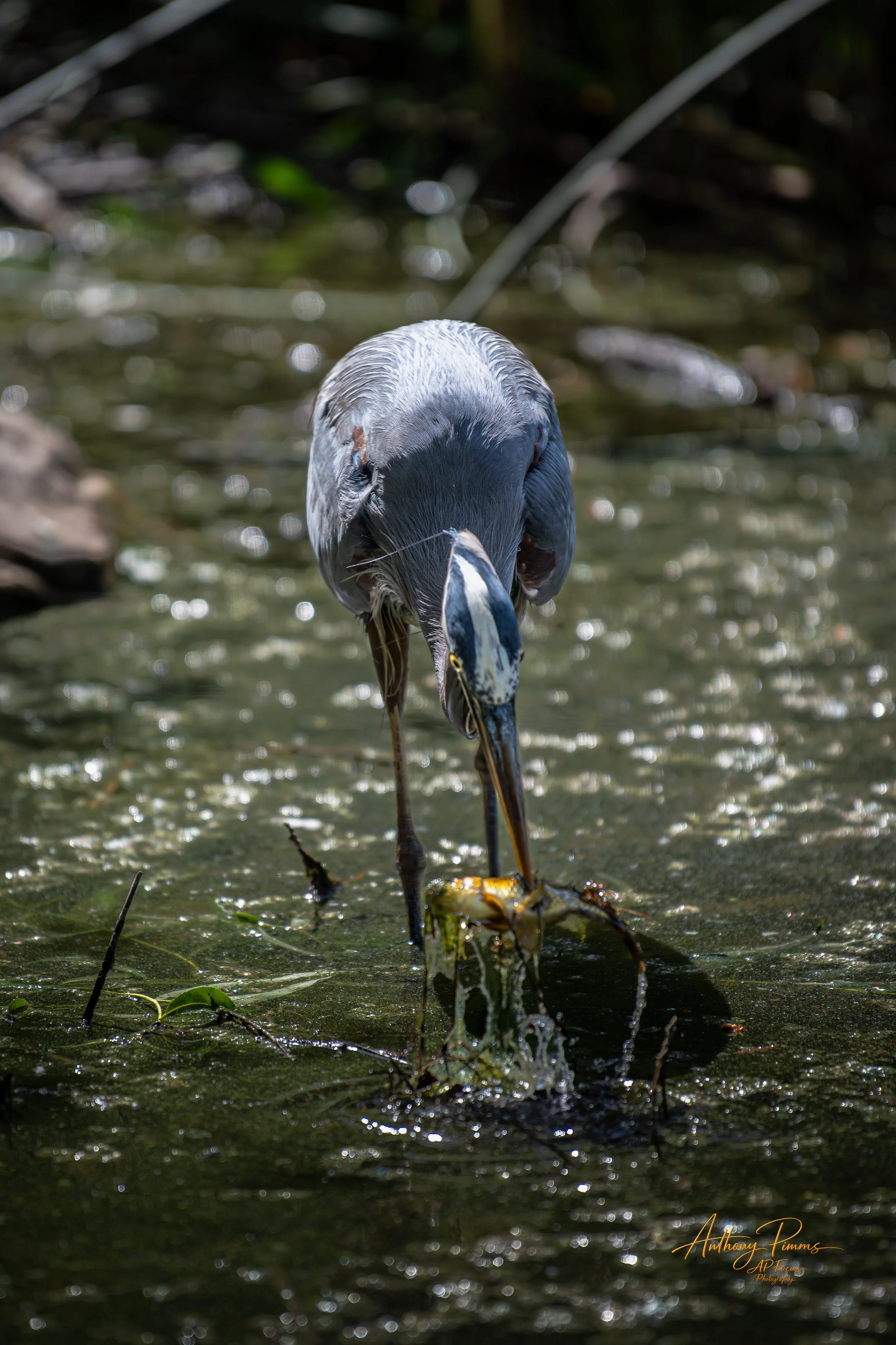 A heron stands in shallow water with its head bent downward, searching for fish. The water is rippled with sunlight reflecting off the surface, and there are some small plants and twigs visible in the water.